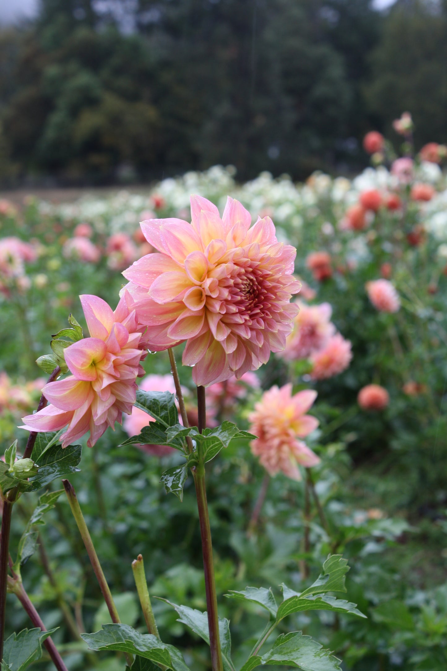 Scaur Swinton Dahlia Tuber