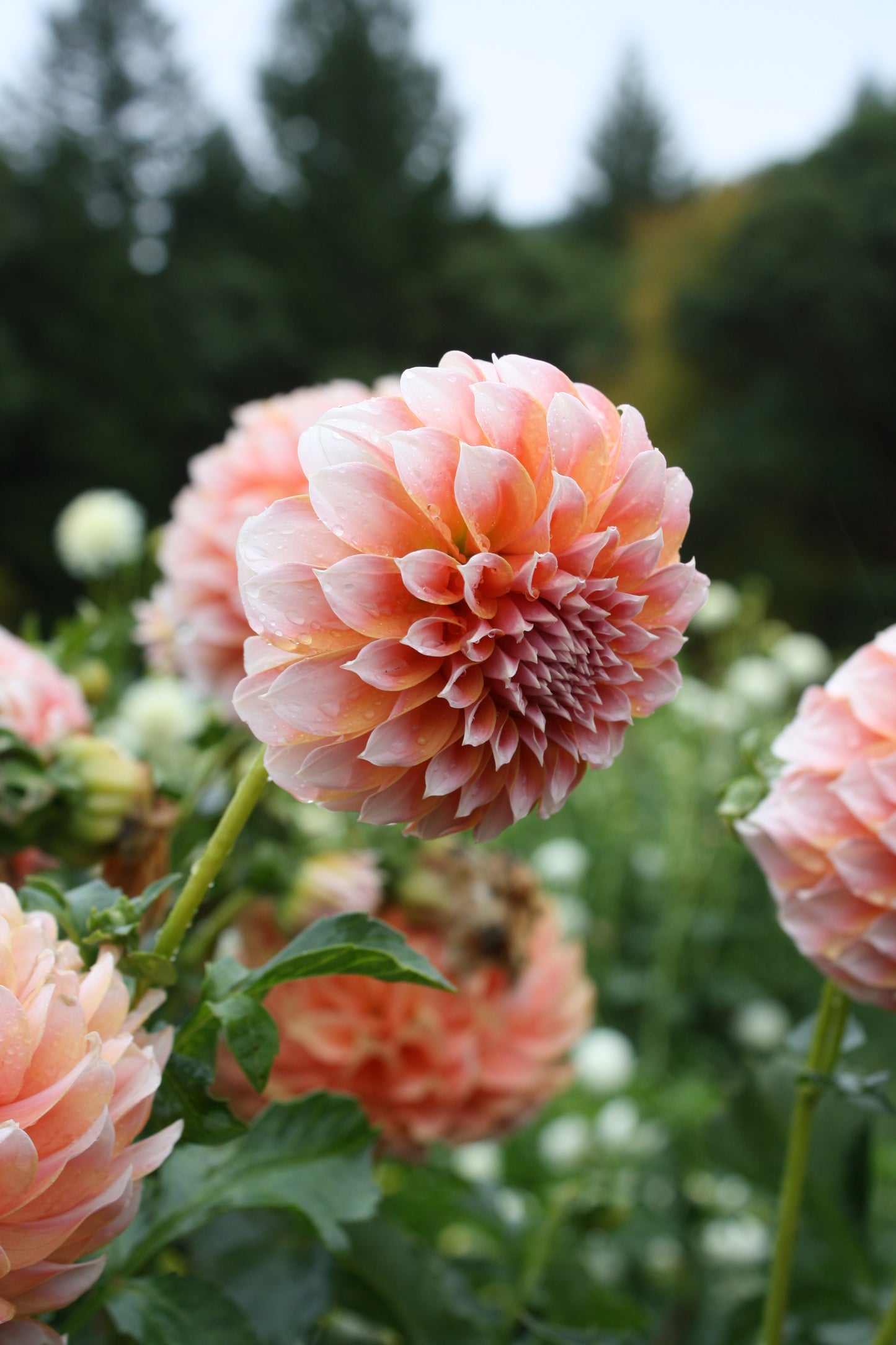 Peaches 'N Cream Dahlia Tuber