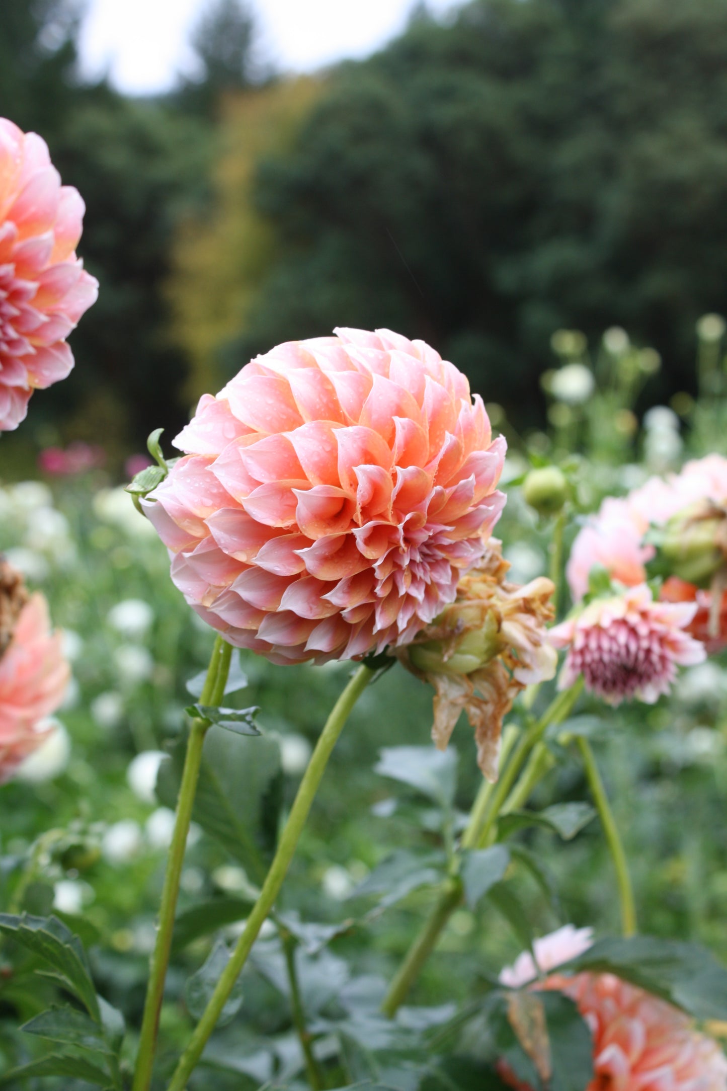 Peaches 'N Cream Dahlia Tuber