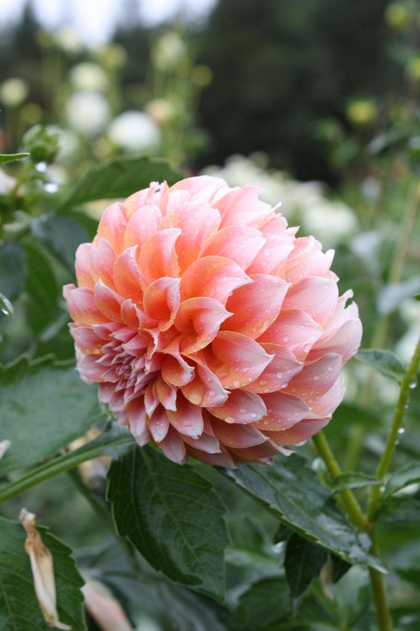 Peaches 'N Cream Dahlia Tuber