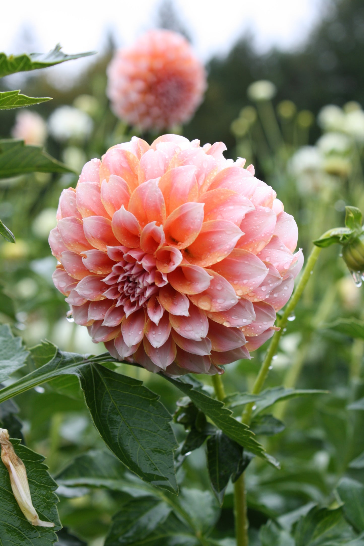 Peaches 'N Cream Dahlia Tuber