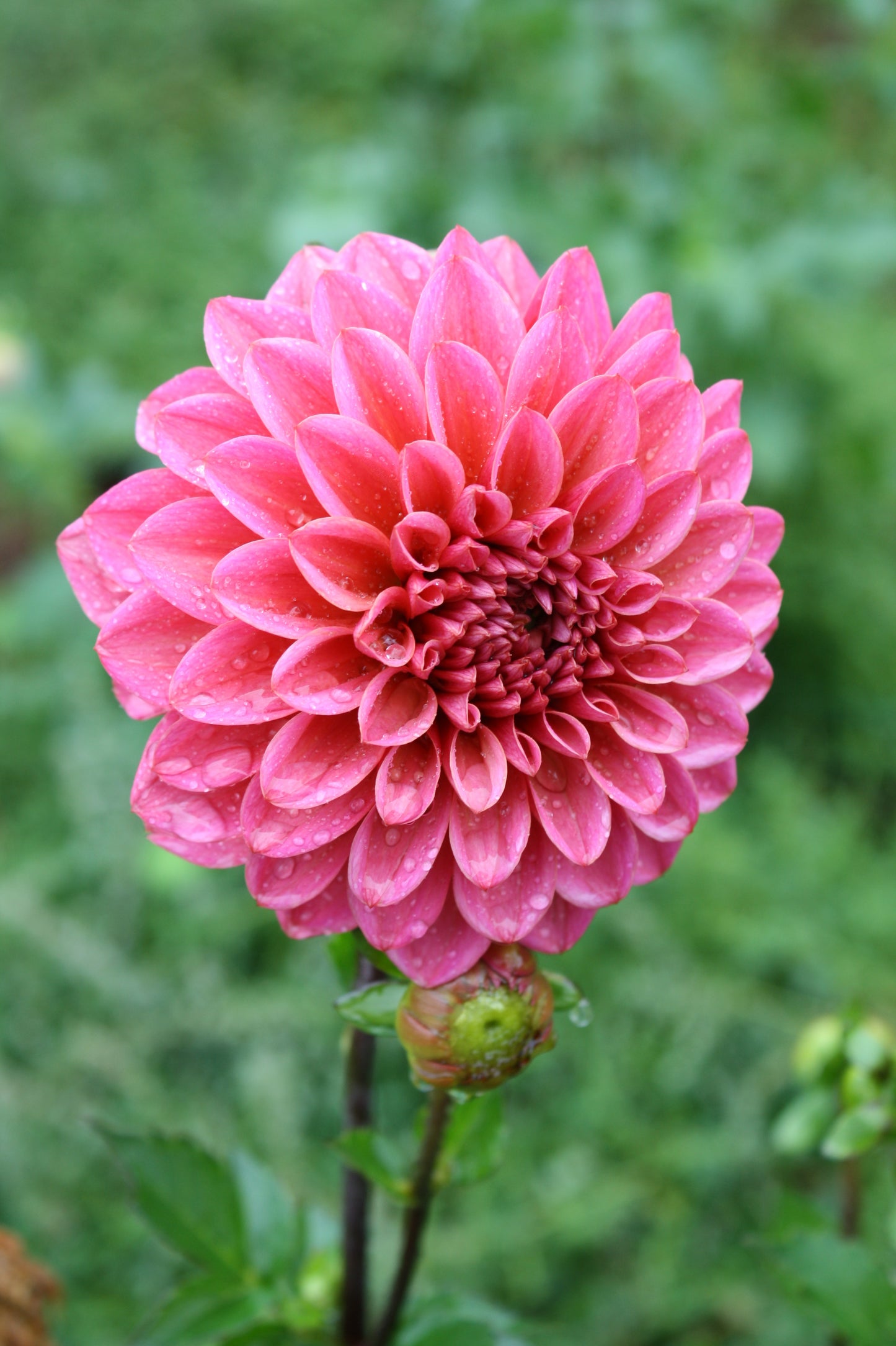 Salmon Runner Dahlia Tuber