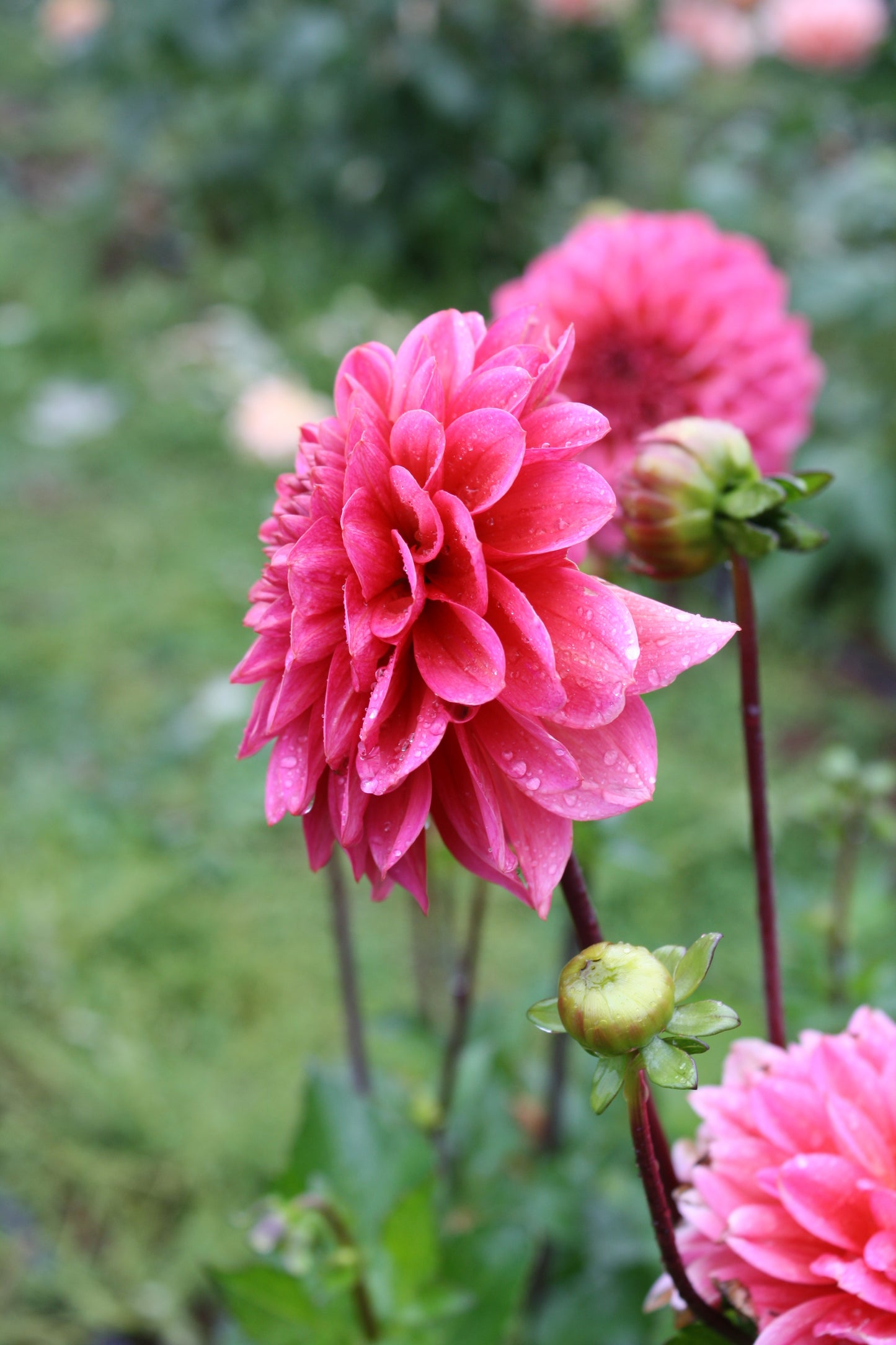 Salmon Runner Dahlia Tuber