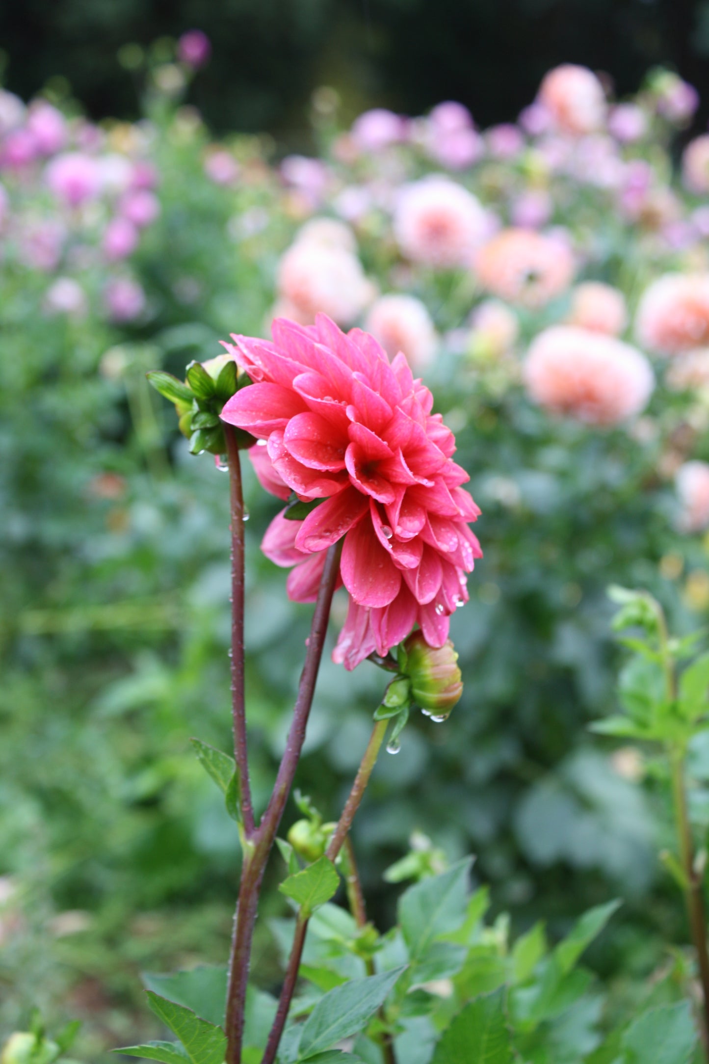Salmon Runner Dahlia Tuber