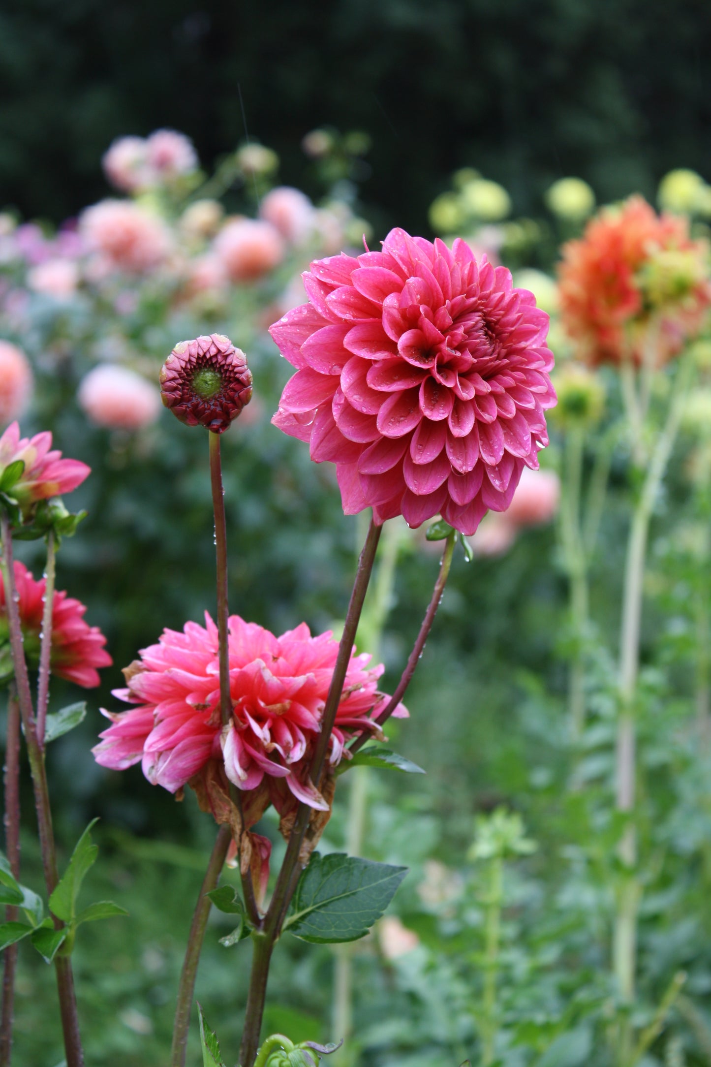 Salmon Runner Dahlia Tuber
