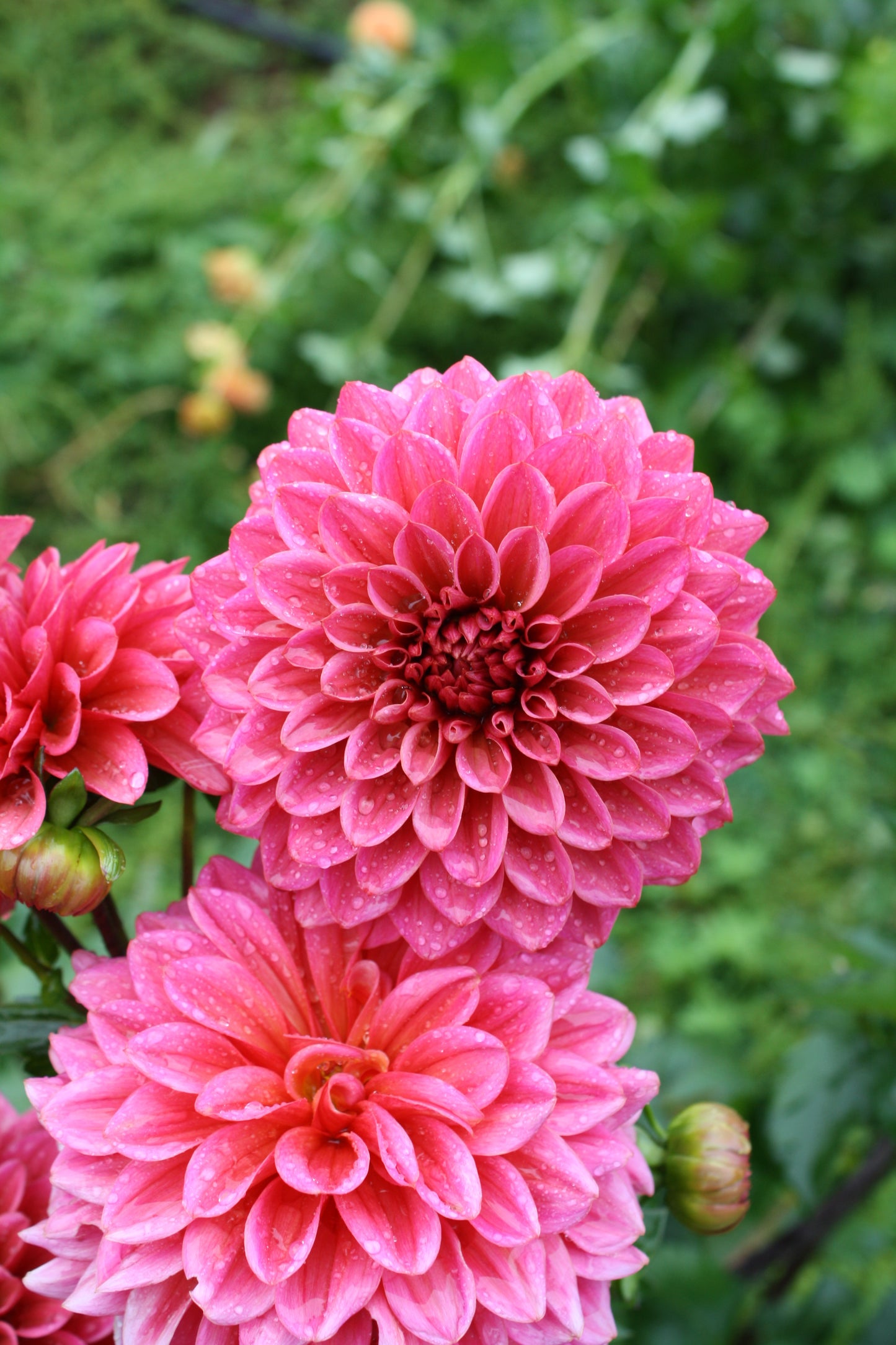 Salmon Runner Dahlia Tuber