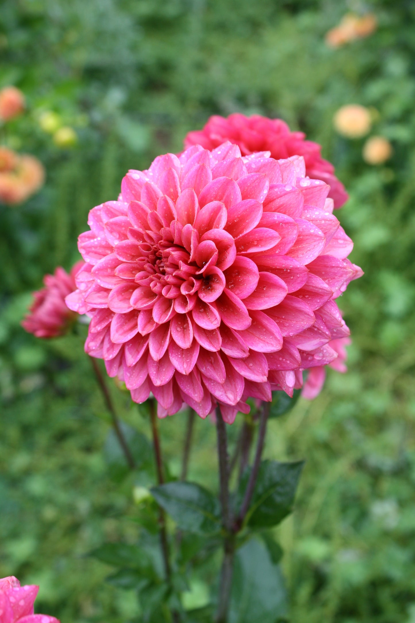 Salmon Runner Dahlia Tuber