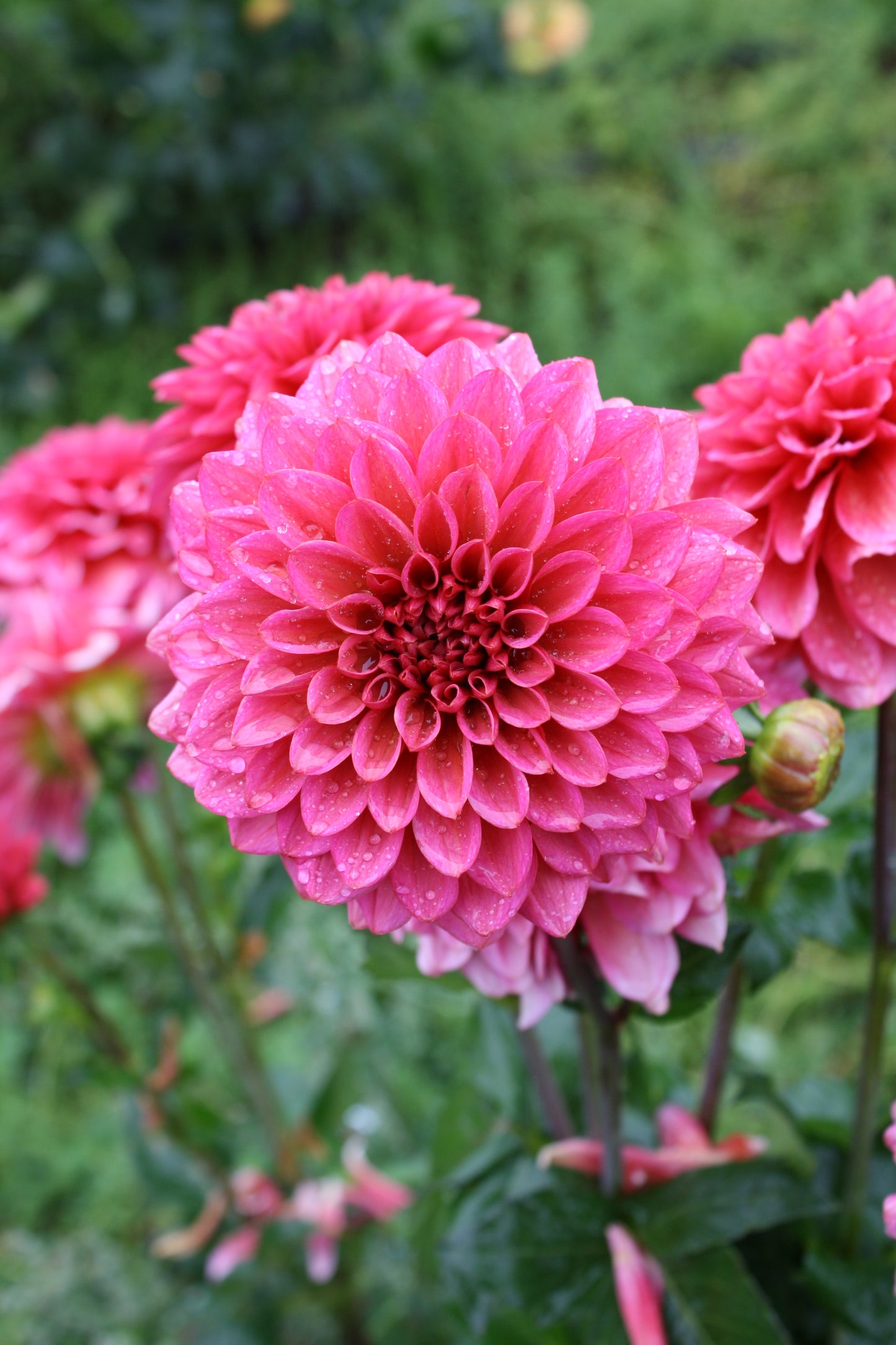 Salmon Runner Dahlia Tuber