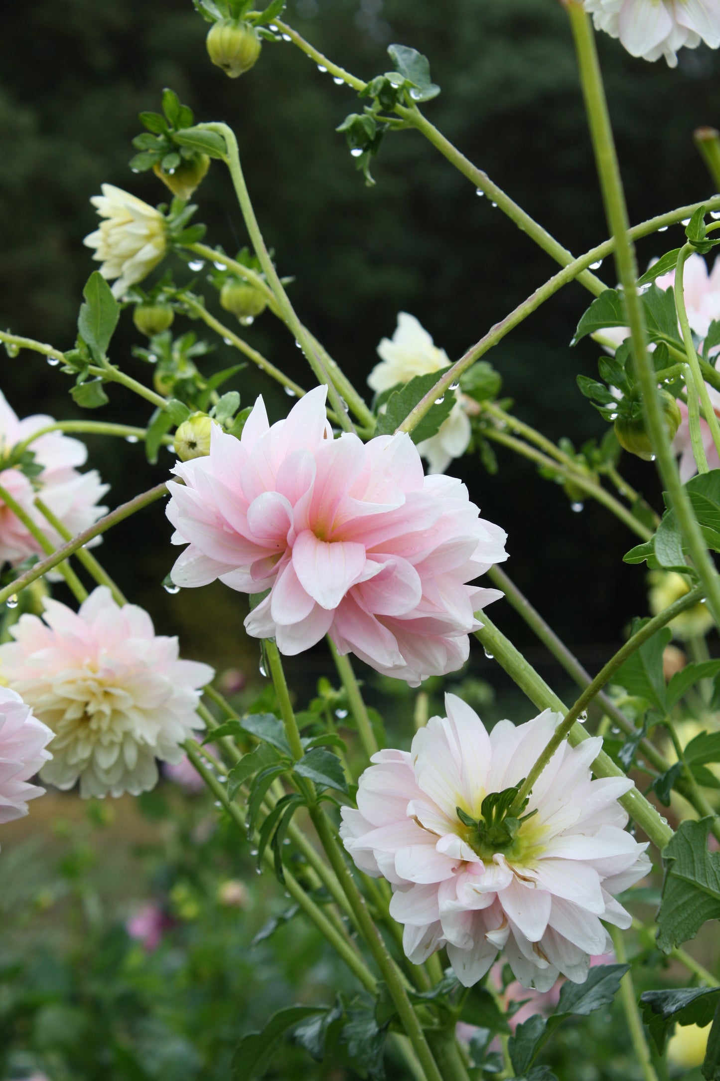 Chilson's Pride Dahlia Tuber
