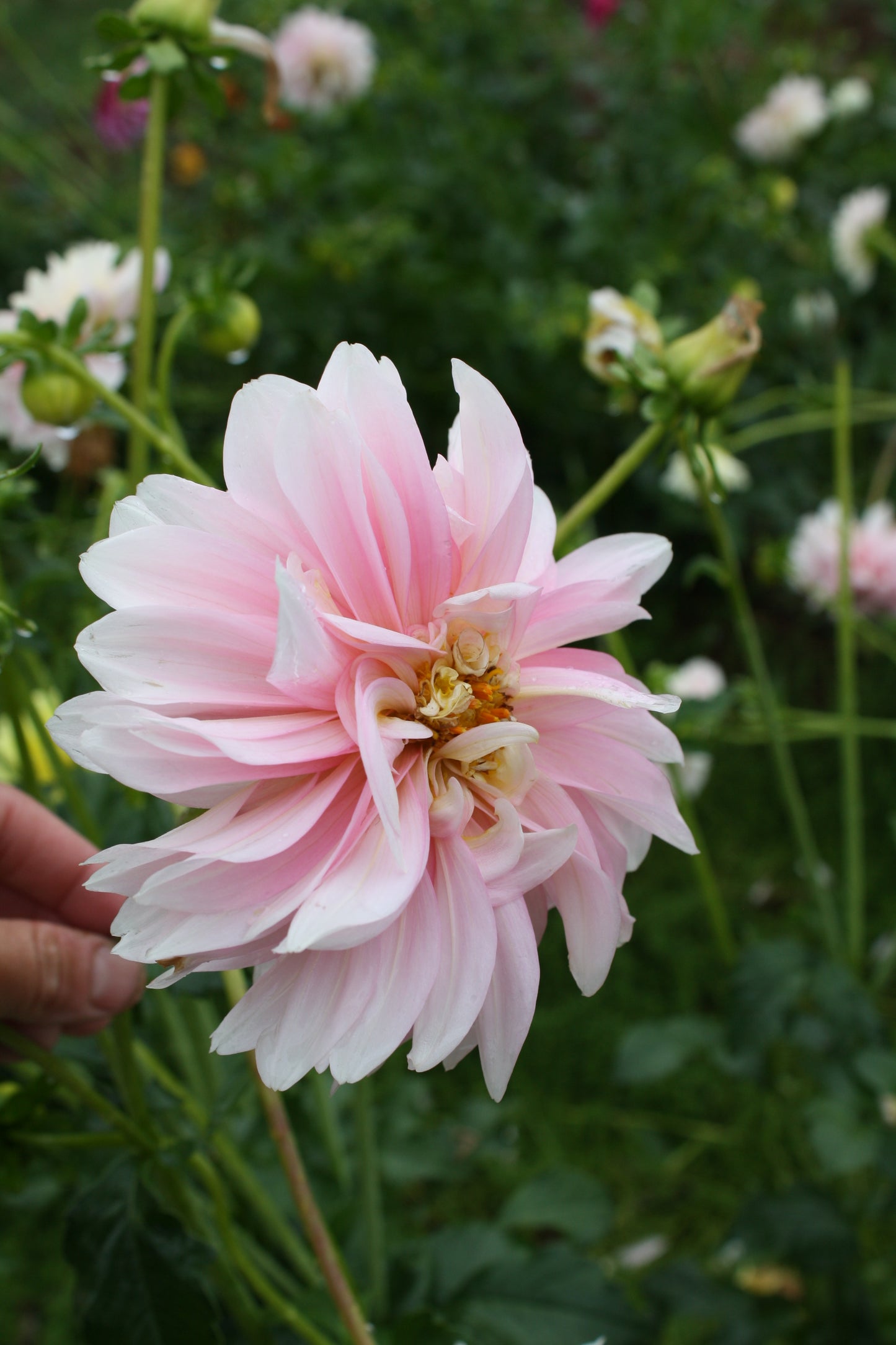 Chilson's Pride Dahlia Tuber