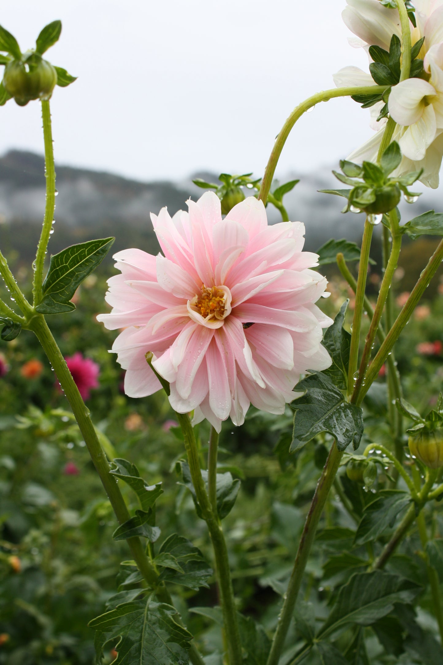 Chilson's Pride Dahlia Tuber