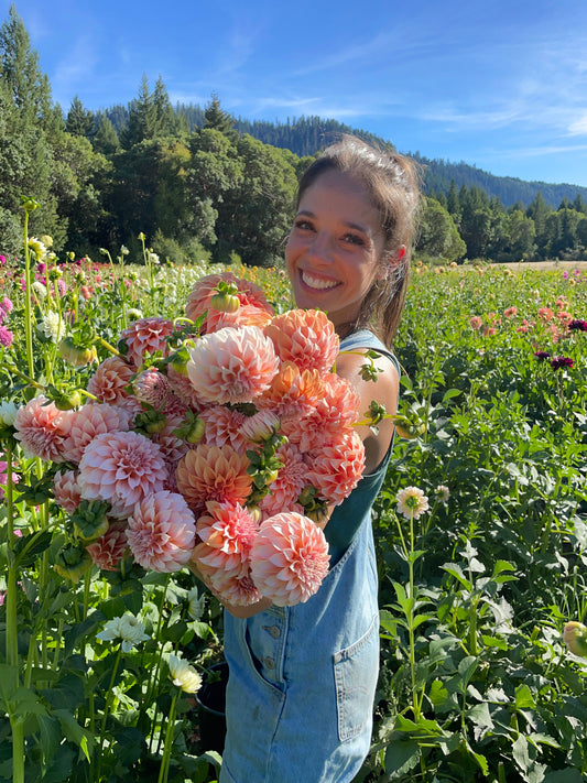 Peaches 'N Cream Dahlia Tuber