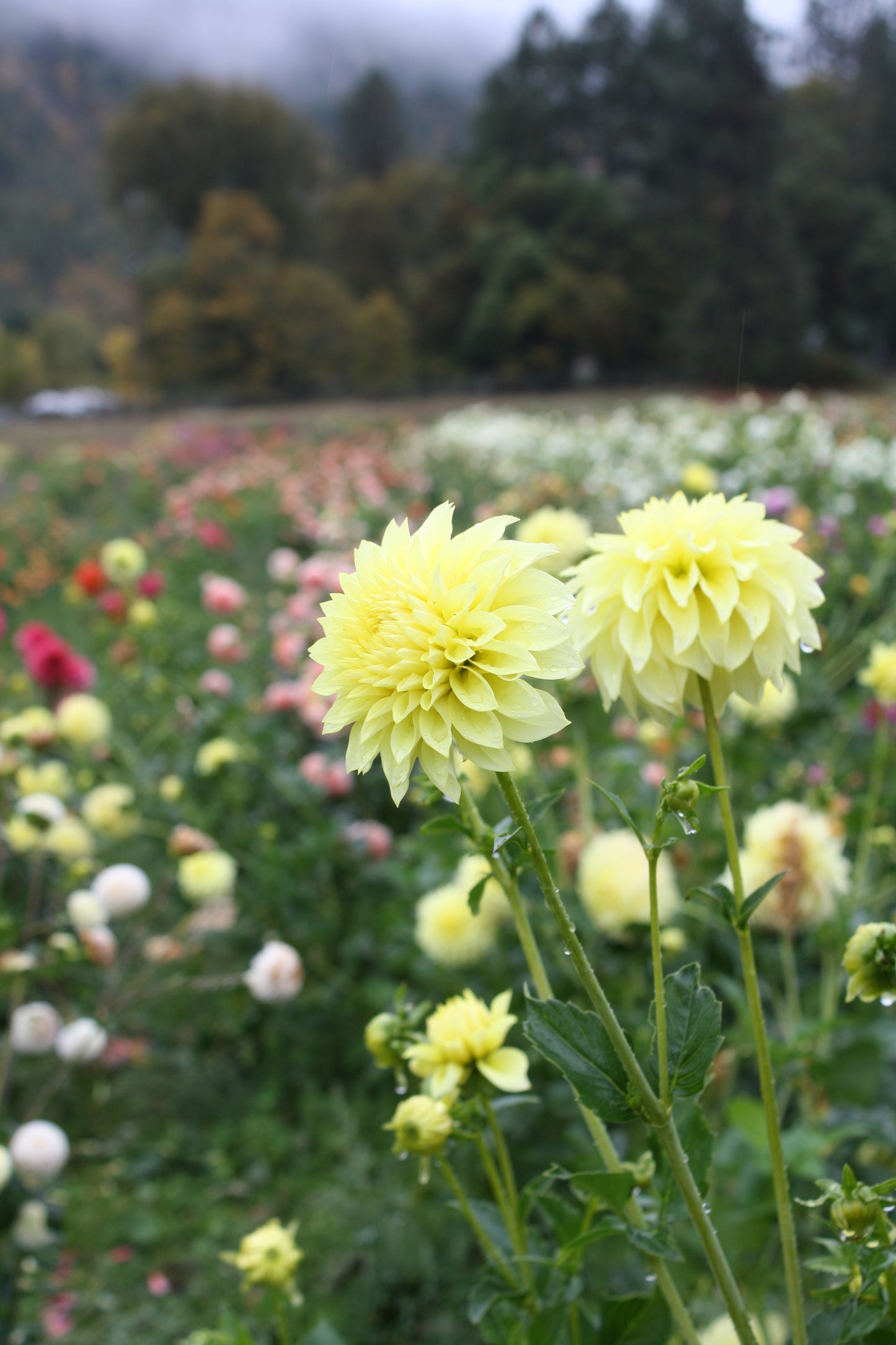 Lakeview Lemon Drop Dahlia Tuber