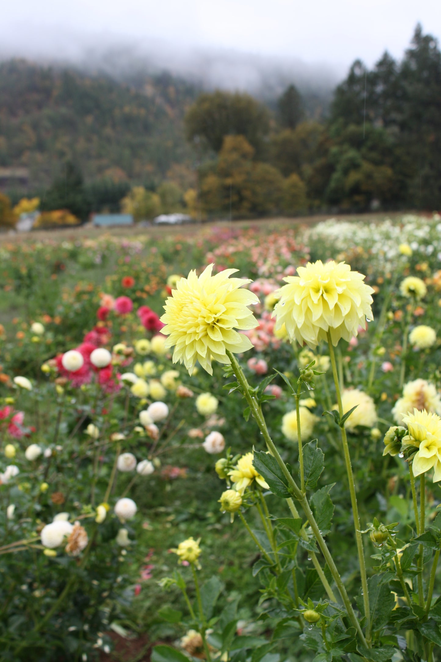 Lakeview Lemon Drop Dahlia Tuber