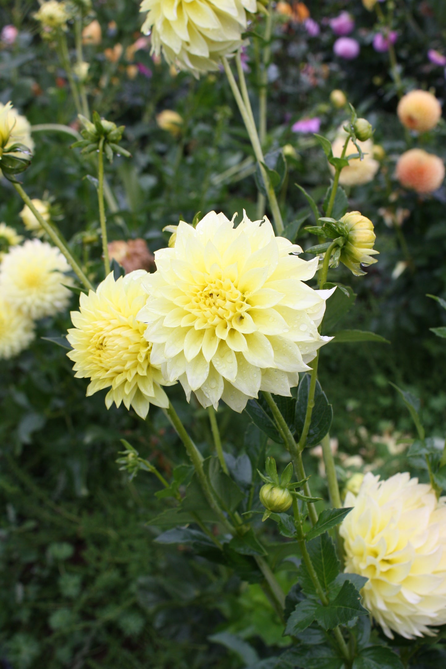 Lakeview Lemon Drop Dahlia Tuber