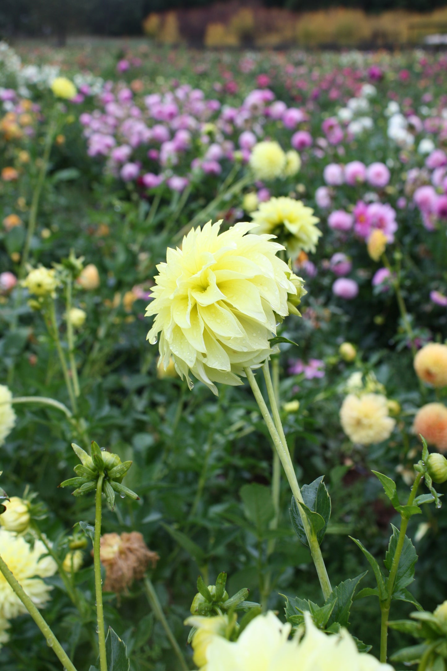 Lakeview Lemon Drop Dahlia Tuber