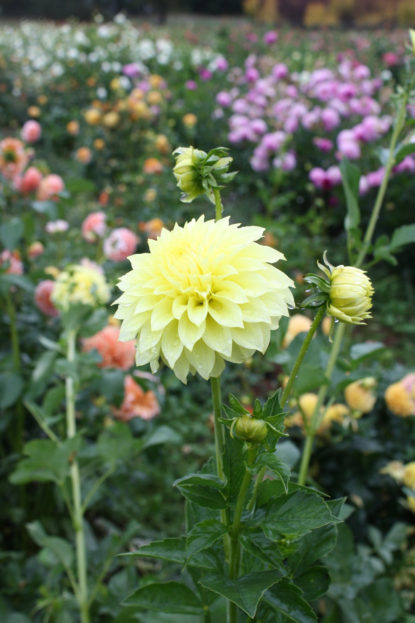 Lakeview Lemon Drop Dahlia Tuber