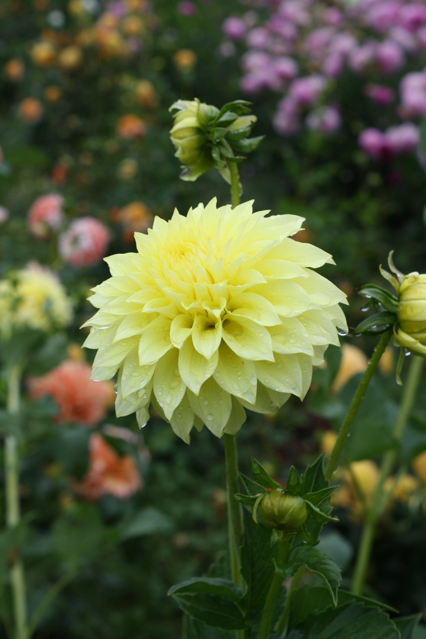 Lakeview Lemon Drop Dahlia Tuber