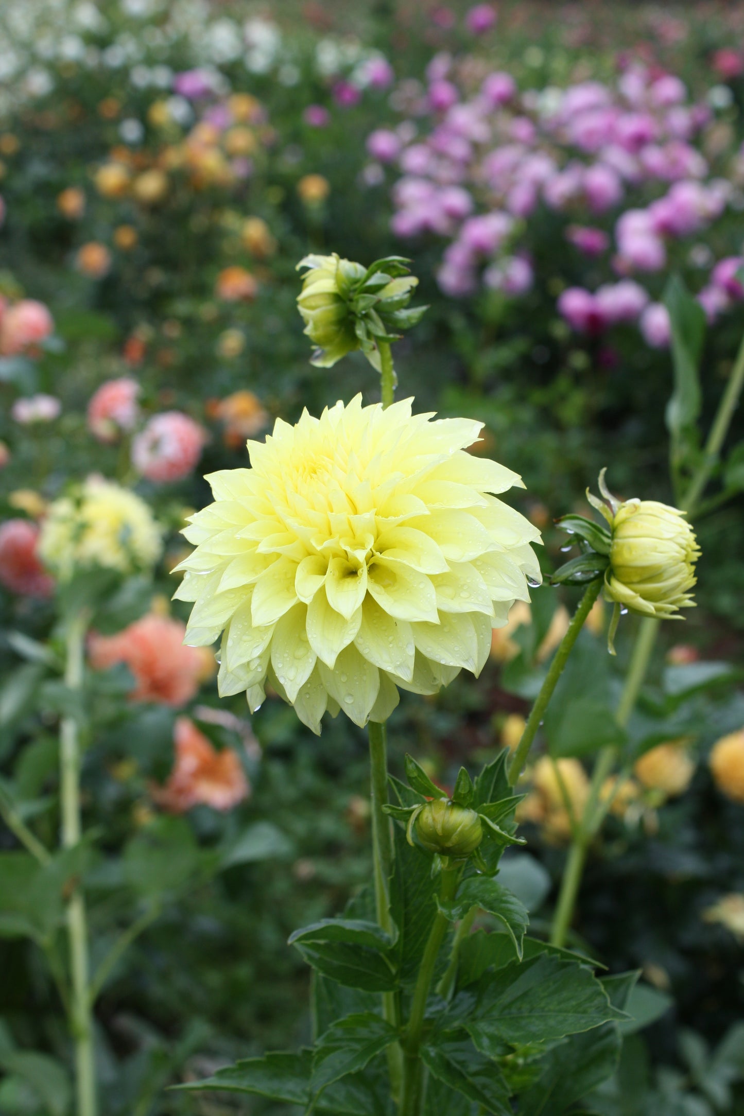 Lakeview Lemon Drop Dahlia Tuber