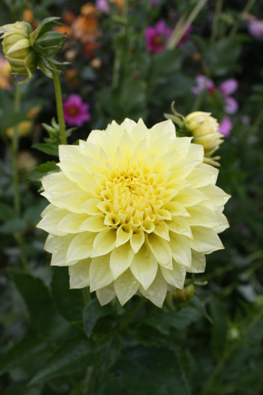 Lakeview Lemon Drop Dahlia Tuber