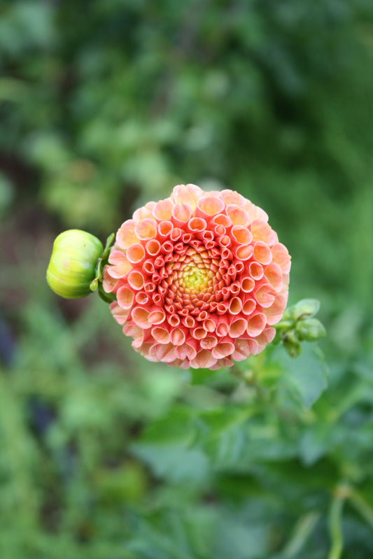 Amber Queen Dahlia Tuber