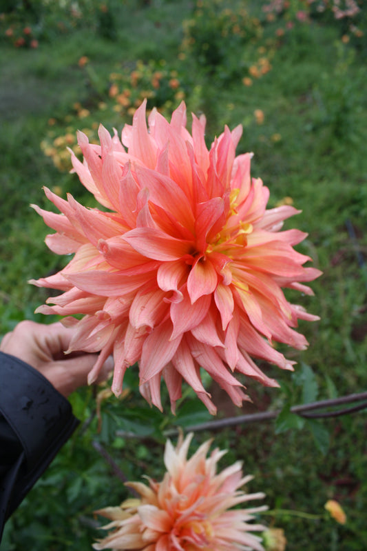 Bloomquist Peach Sorbet Dahlia Tuber