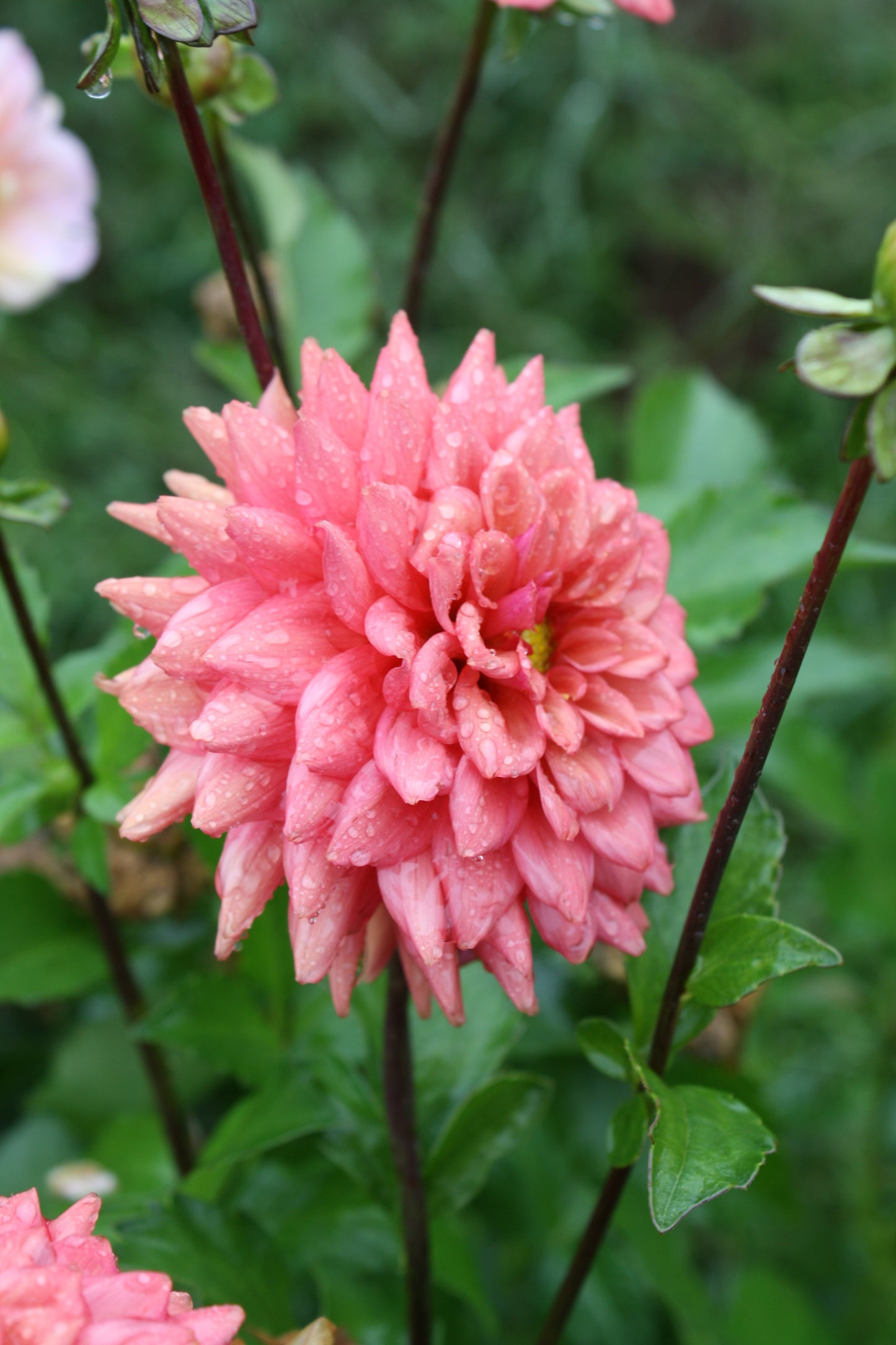 Cheers Dahlia Tuber
