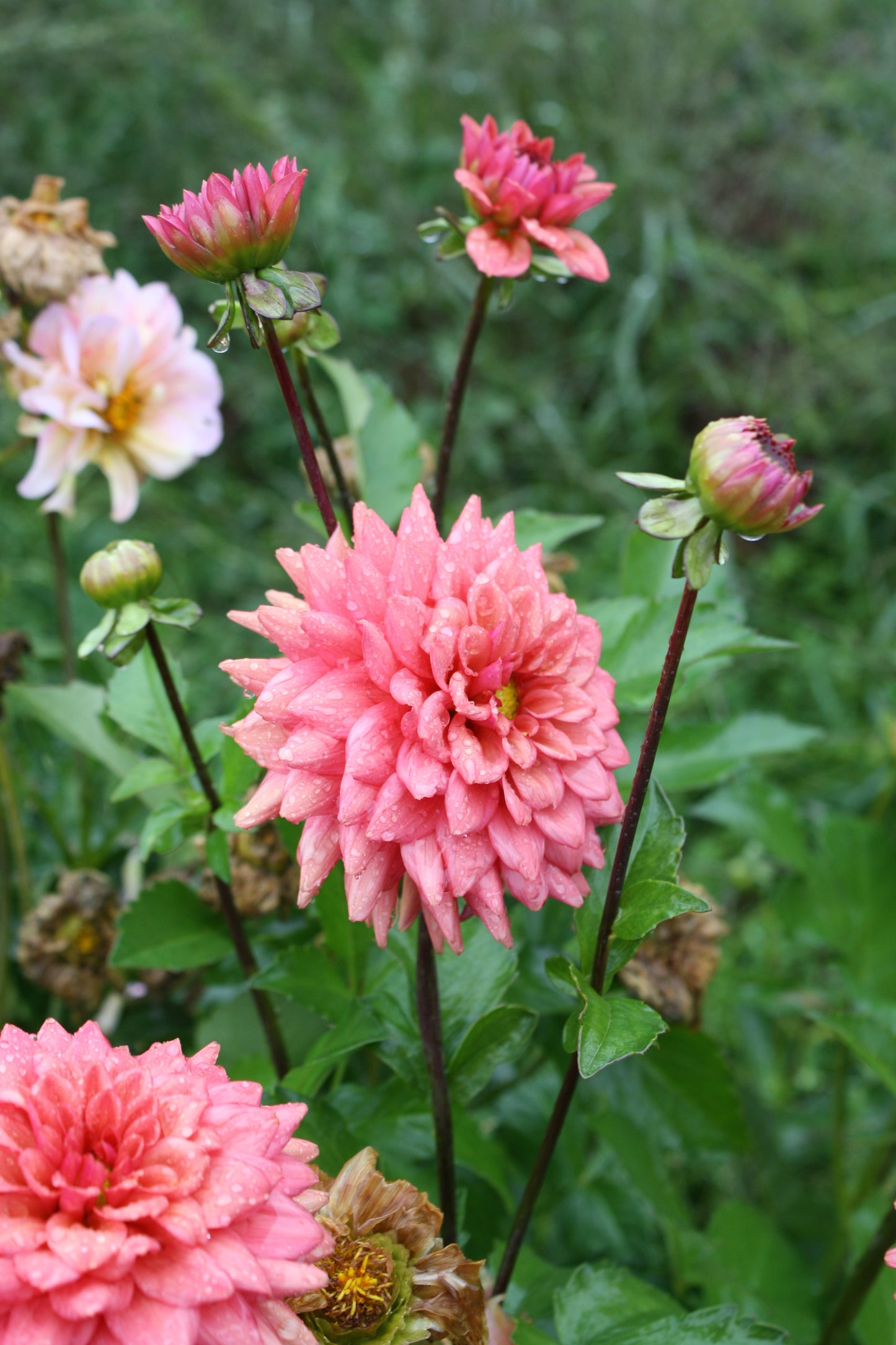 Cheers Dahlia Tuber