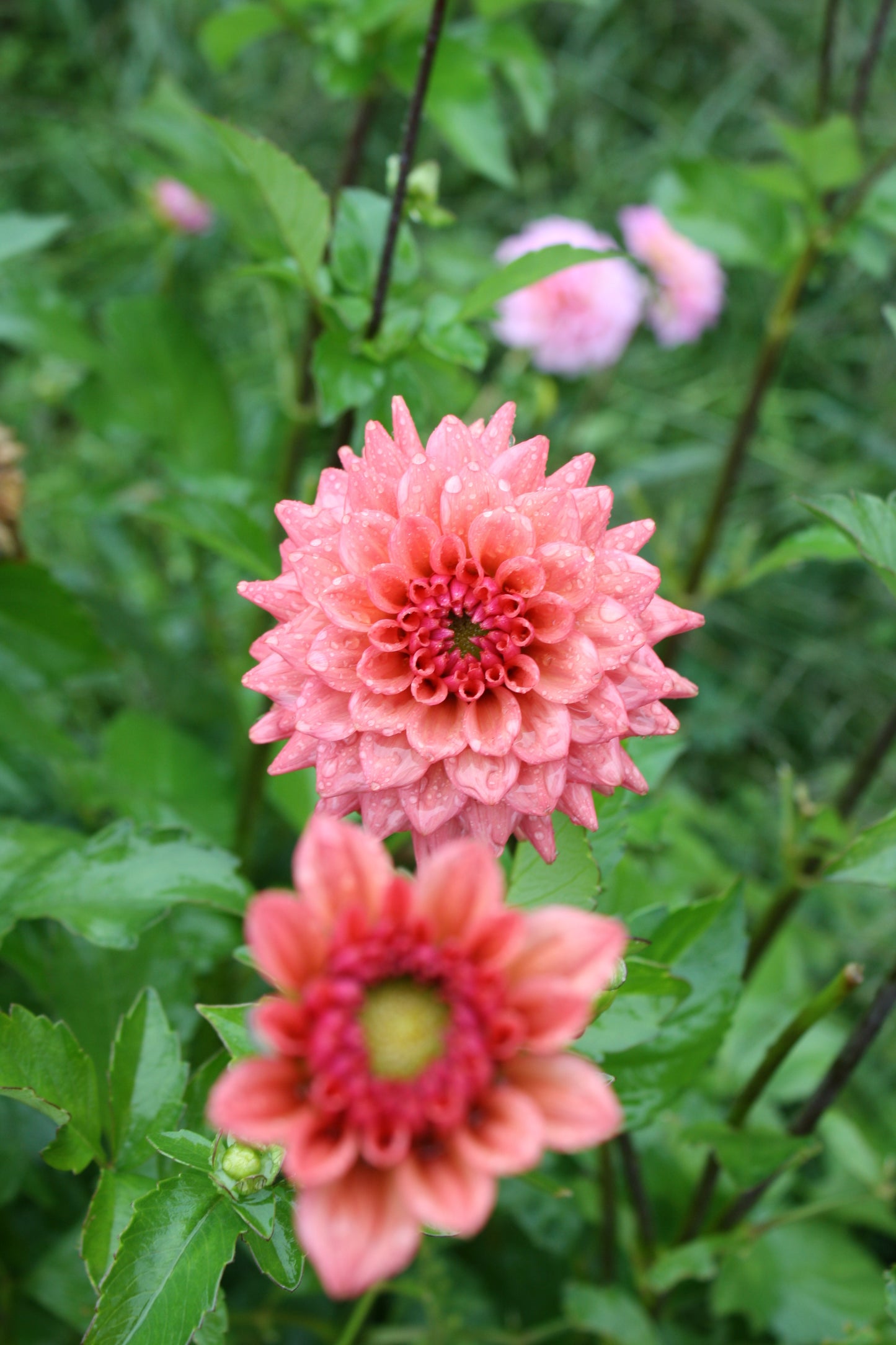 Cheers Dahlia Tuber