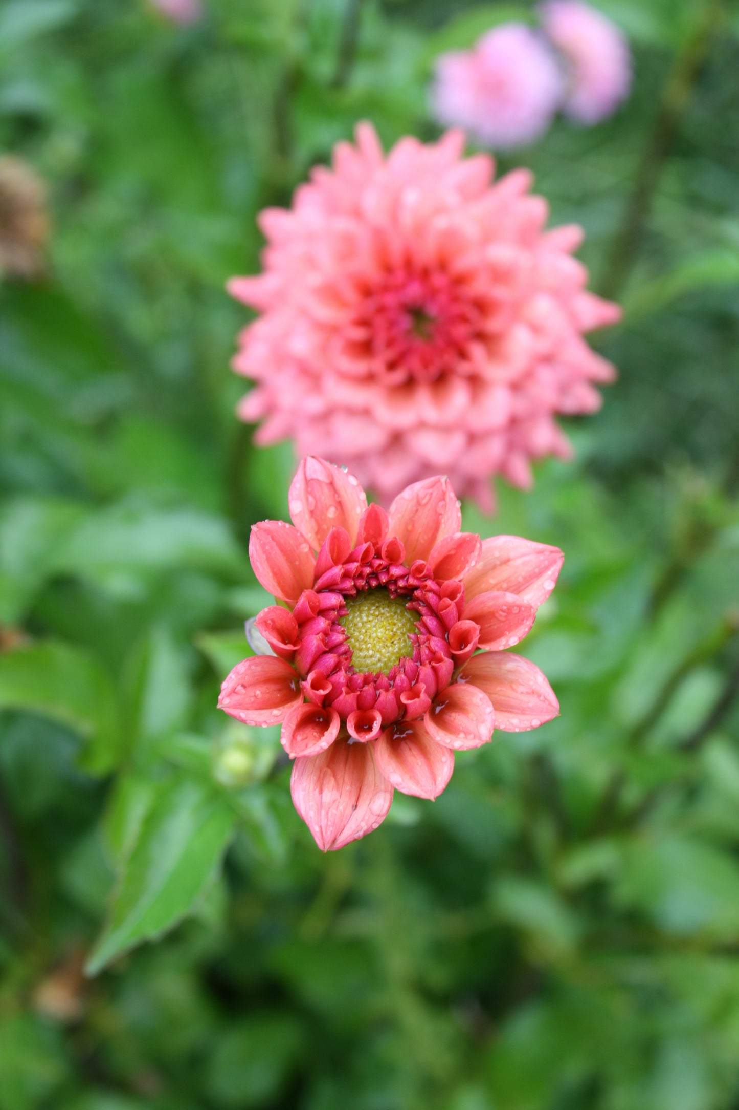 Cheers Dahlia Tuber