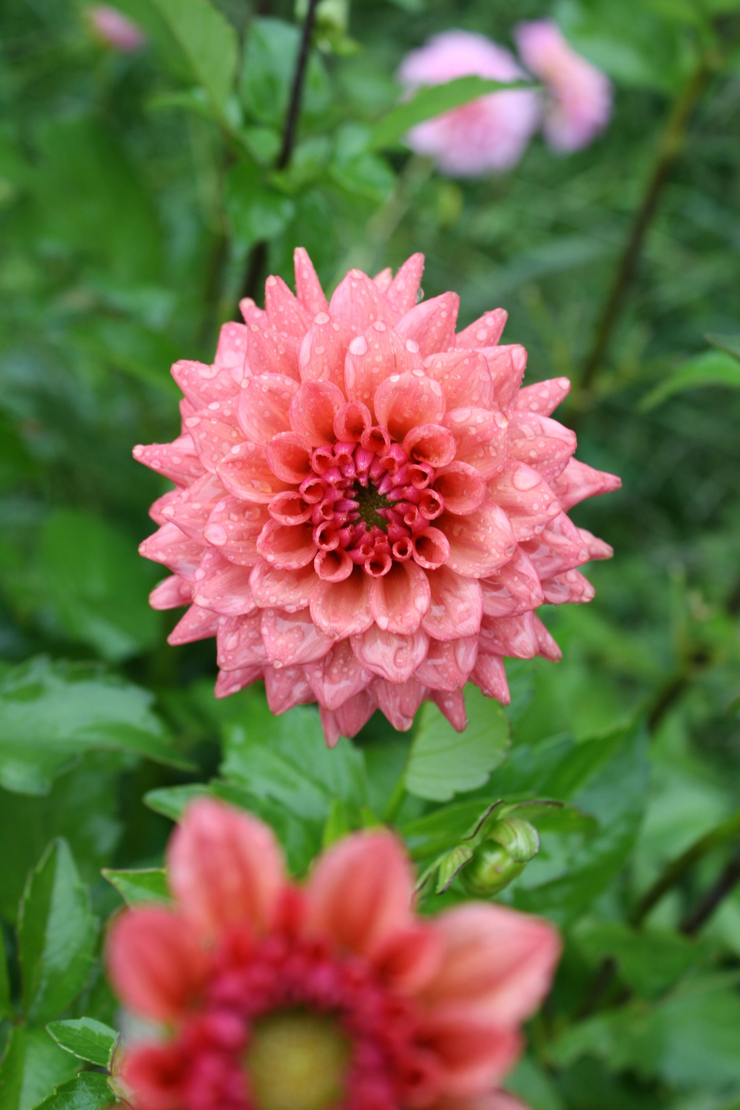 Cheers Dahlia Tuber