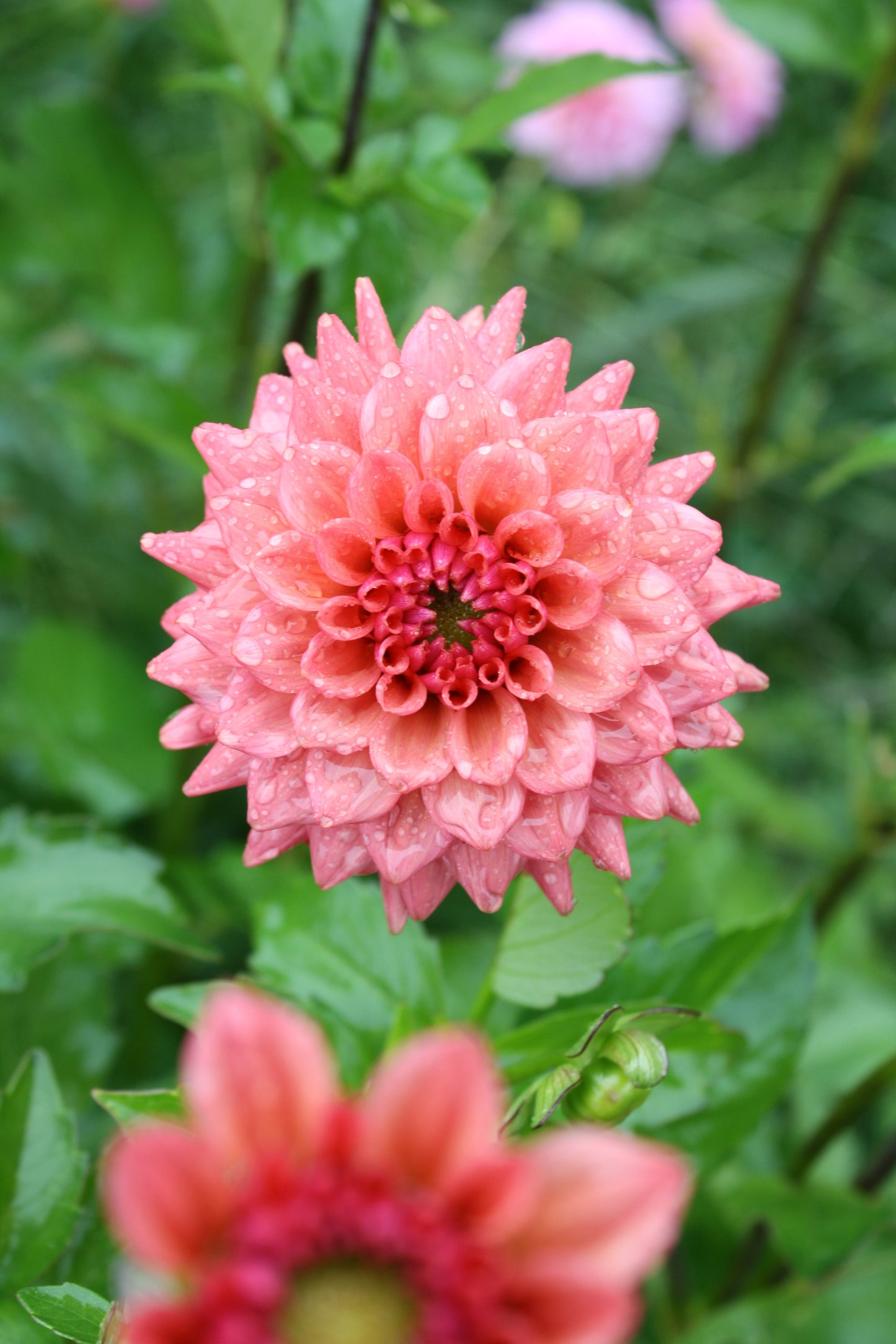 Cheers Dahlia Tuber
