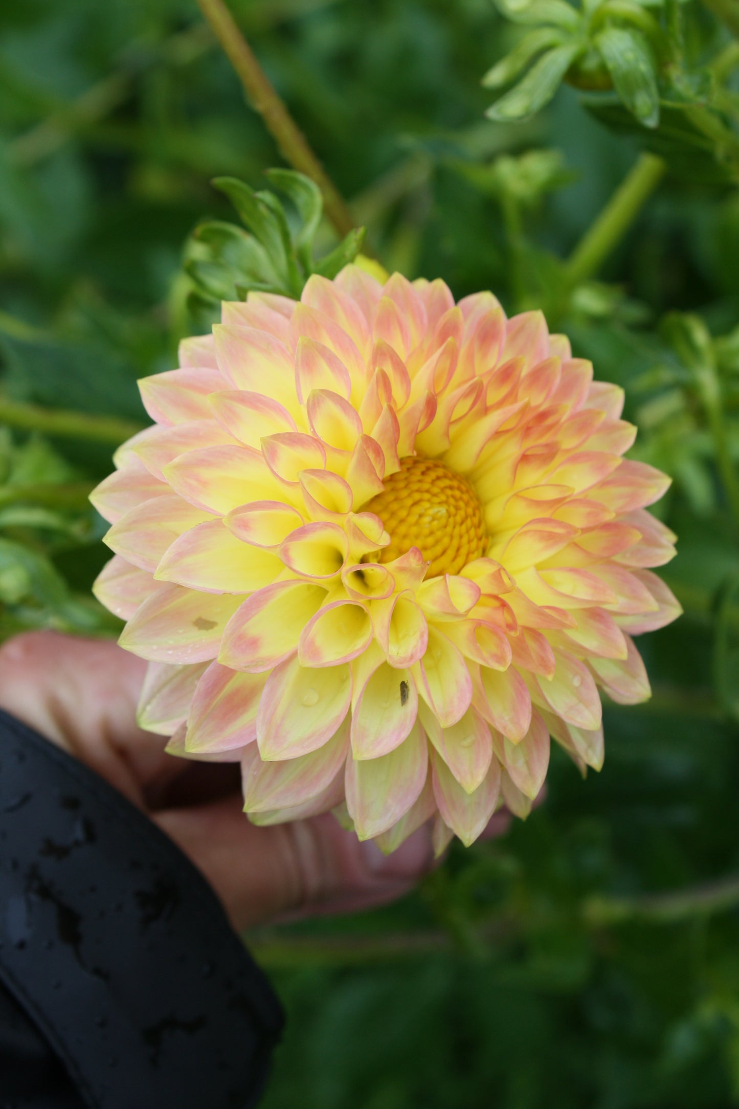 Oreti Adele Dahlia Tuber
