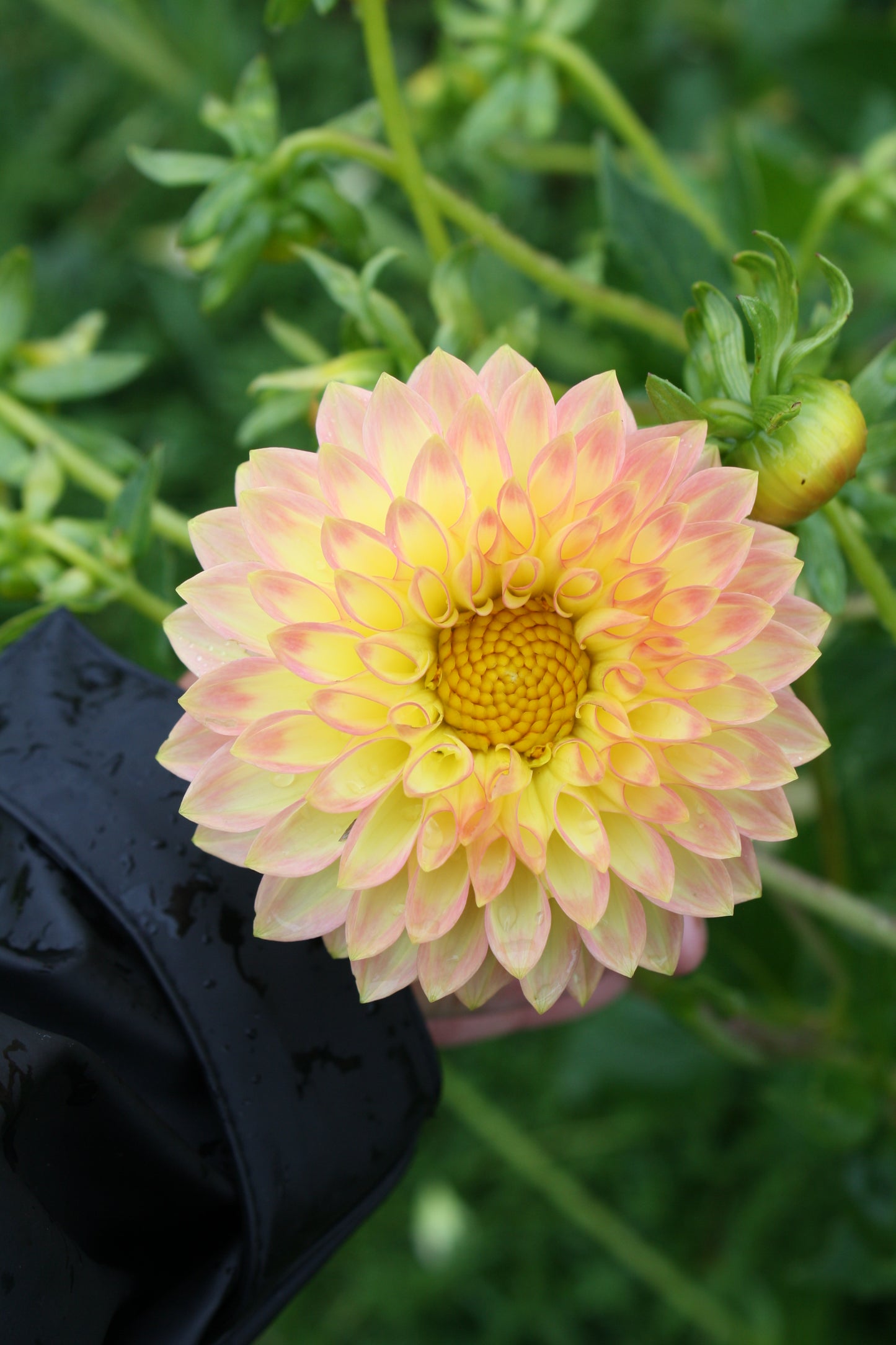 Oreti Adele Dahlia Tuber