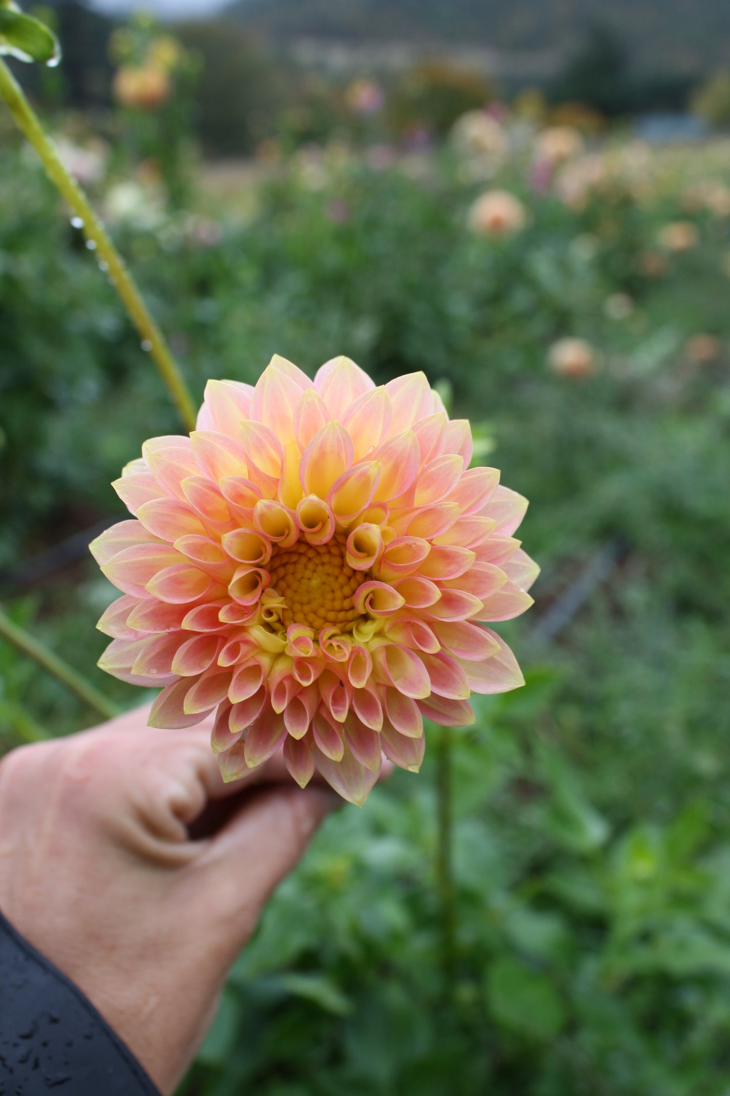Oreti Adele Dahlia Tuber