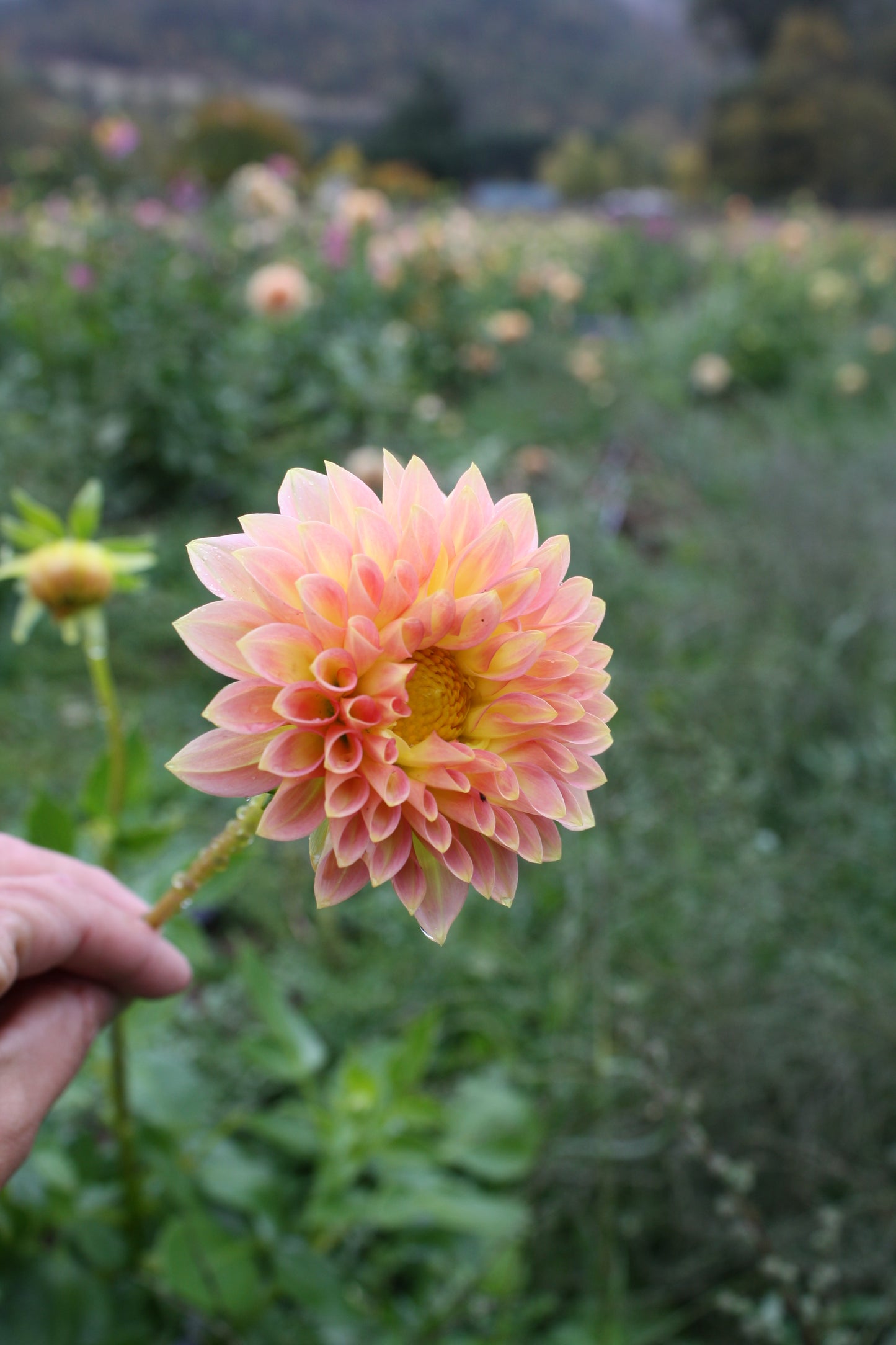 Oreti Adele Dahlia Tuber