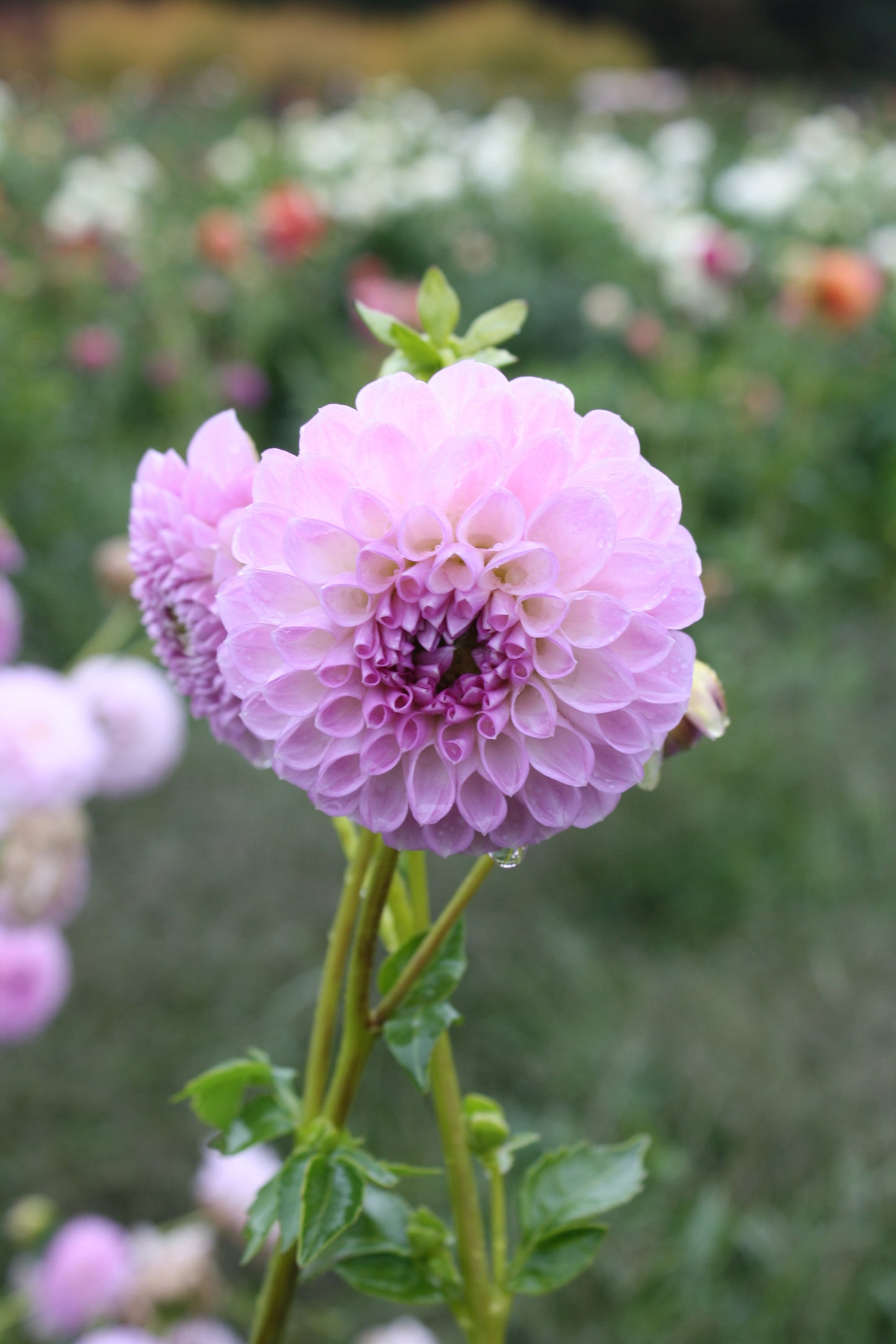 Megan Dean Dahlia Tuber