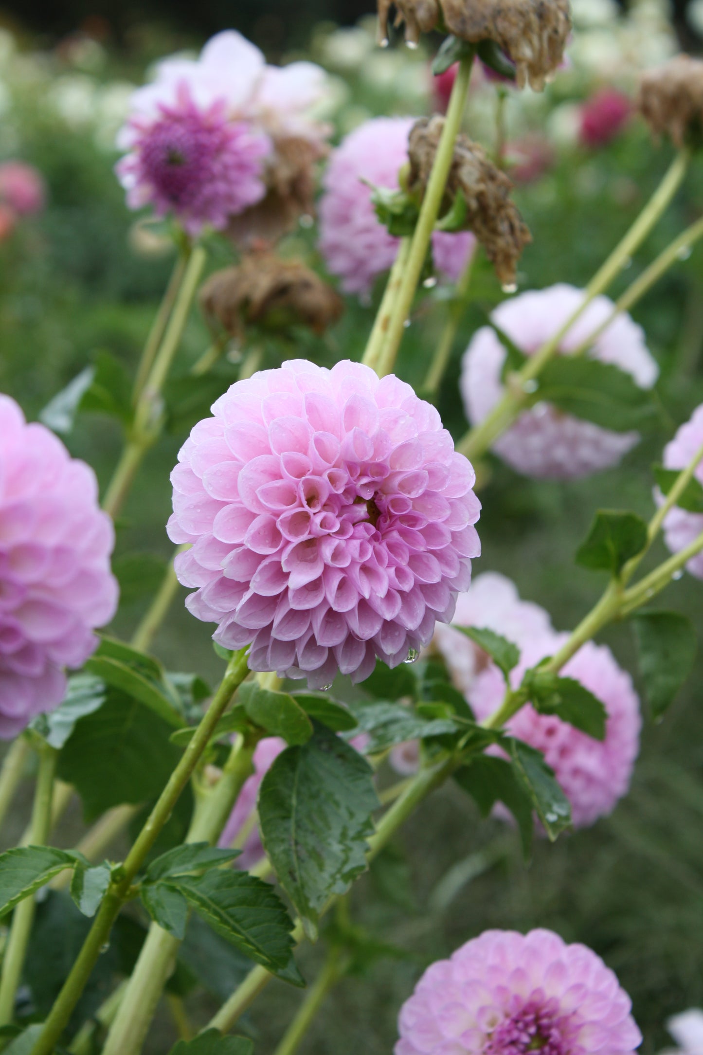 Megan Dean Dahlia Tuber