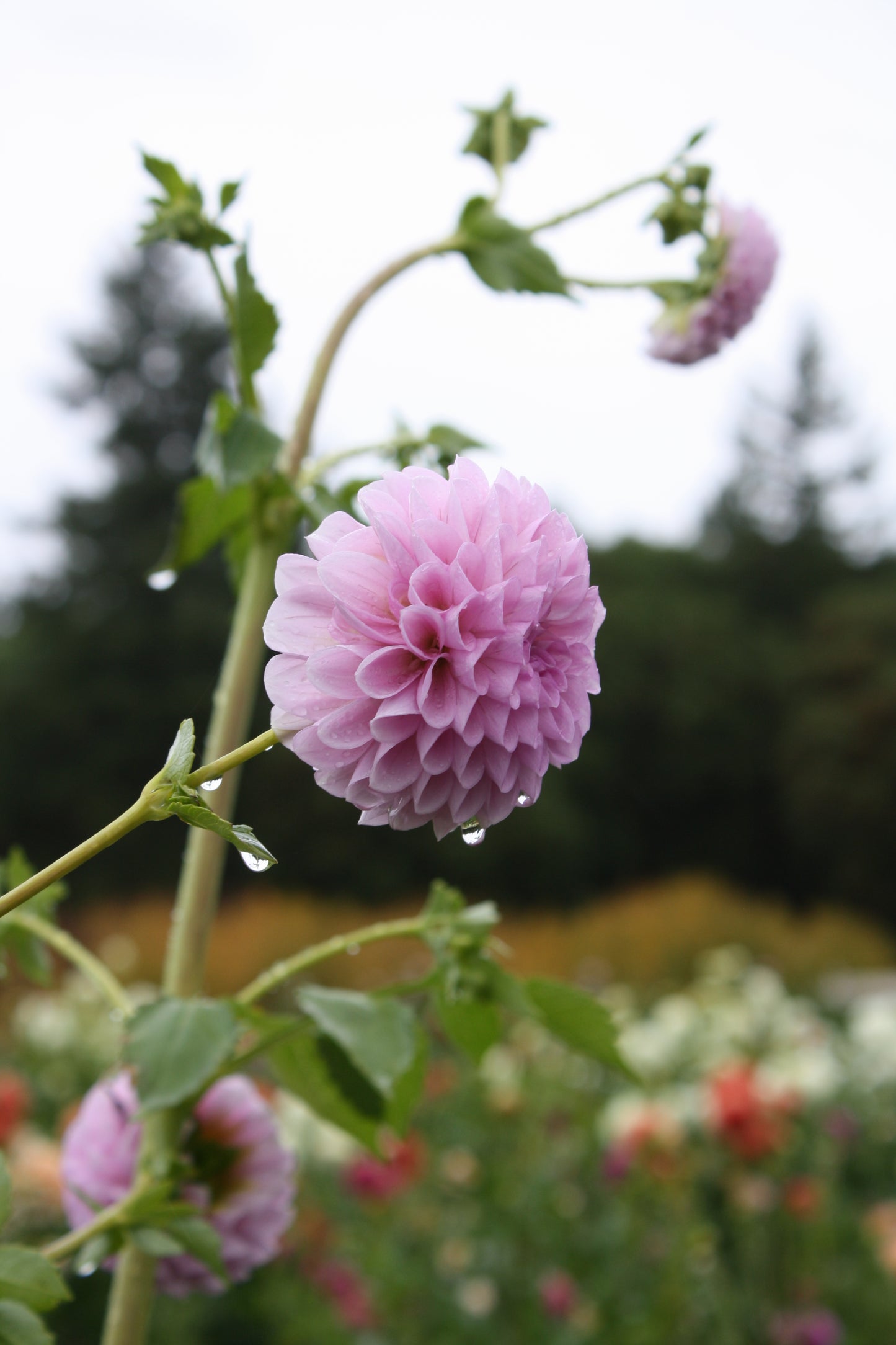 Megan Dean Dahlia Tuber
