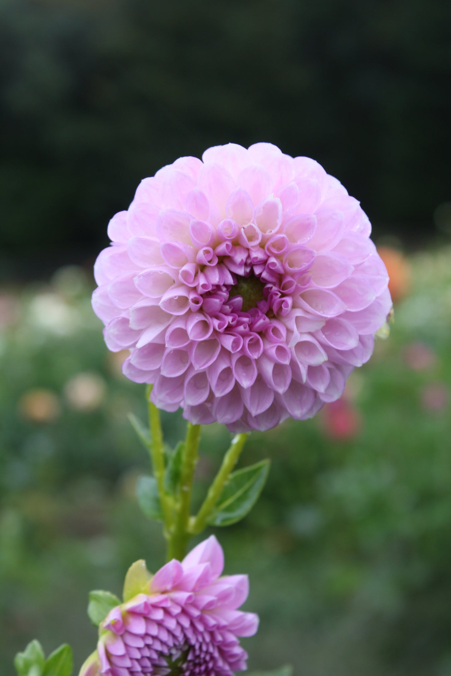 Megan Dean Dahlia Tuber