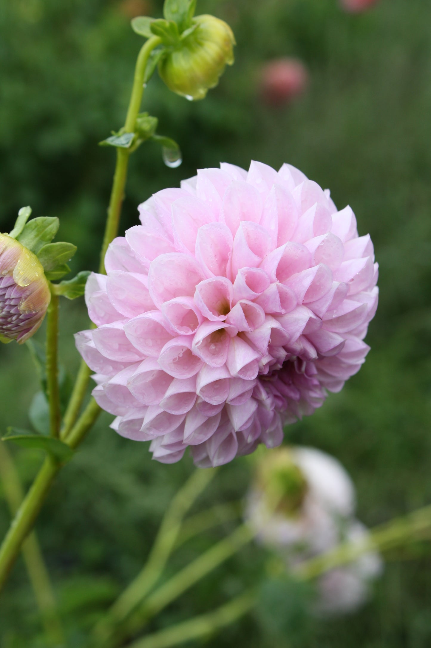 Megan Dean Dahlia Tuber