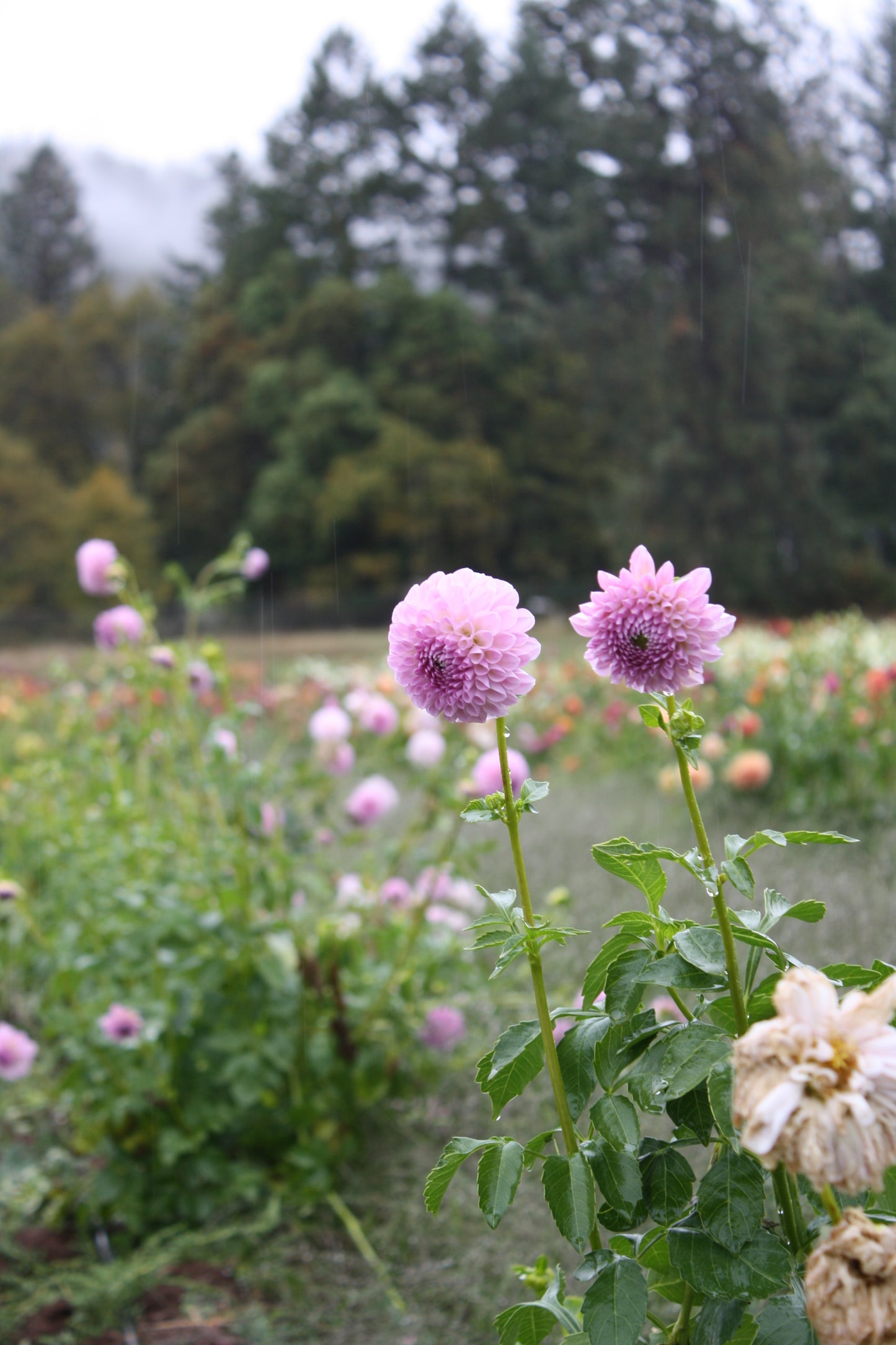 Megan Dean Dahlia Tuber