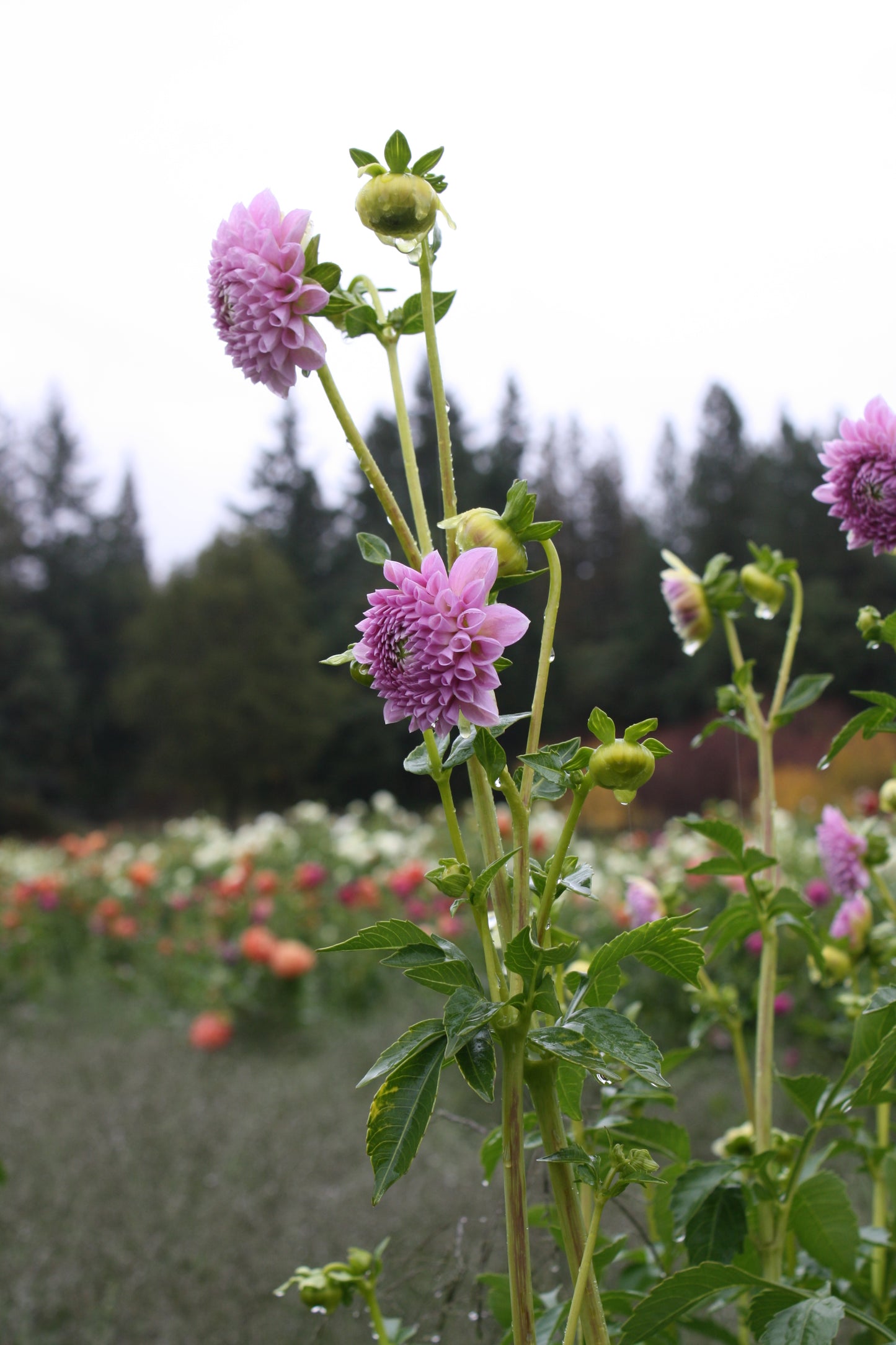 Megan Dean Dahlia Tuber