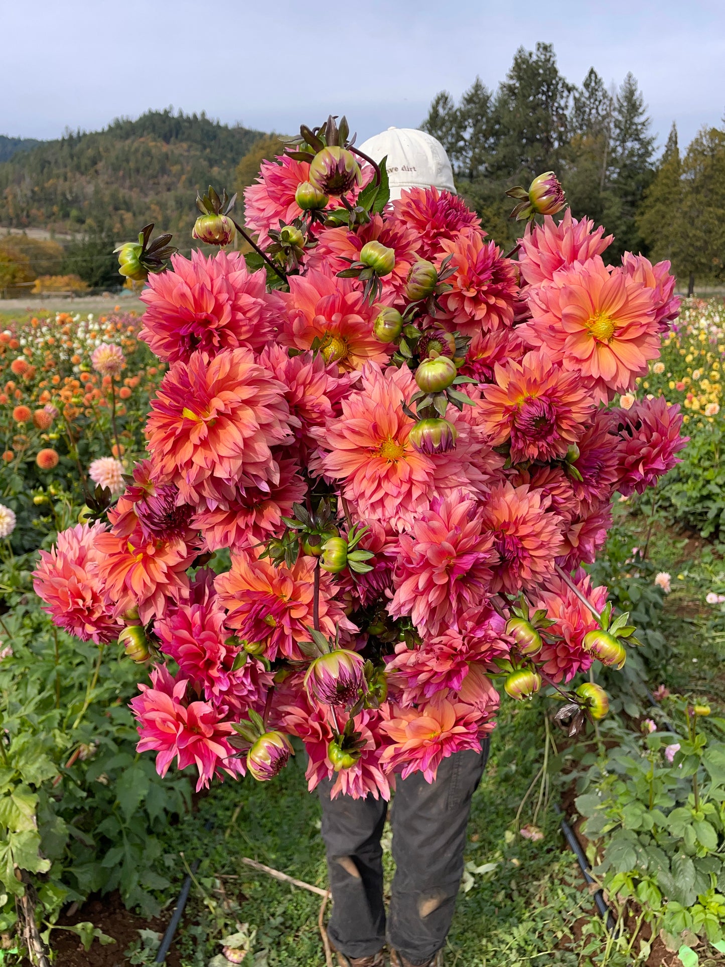 Sonic Bloom Dahlia Tuber