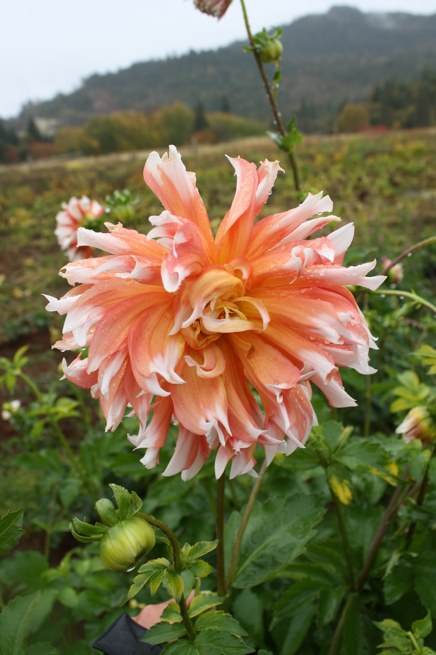 Bloomquist Amazing Dahlia Tuber
