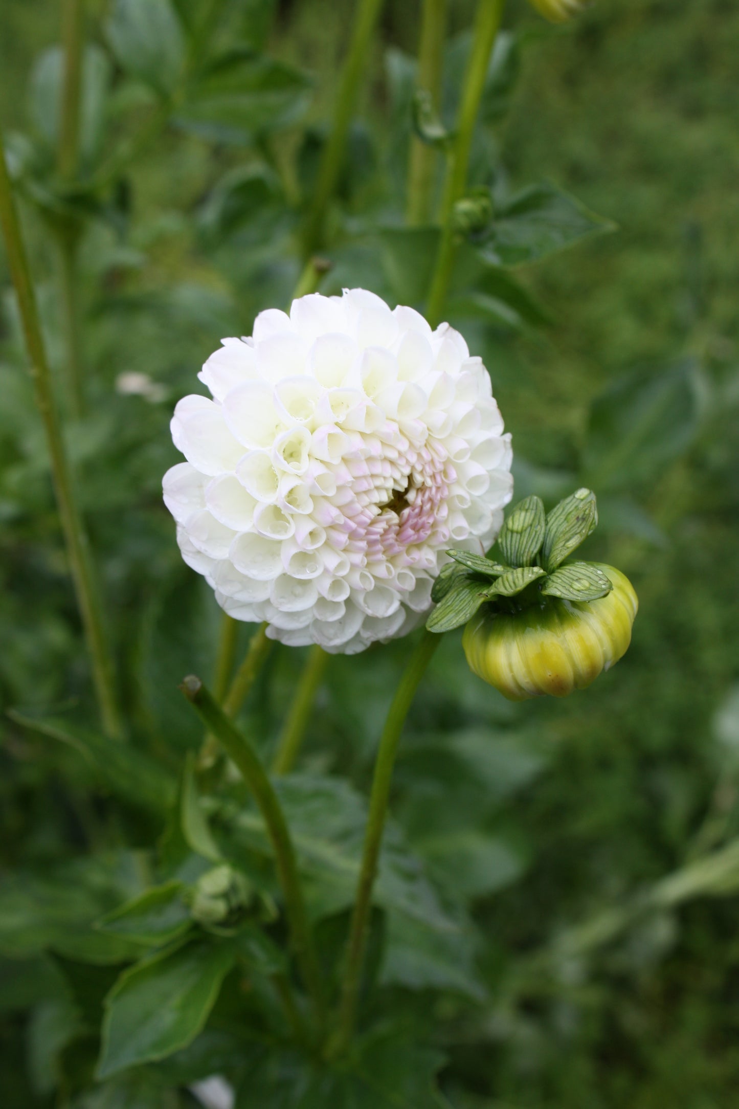 Hollyhill Miss White