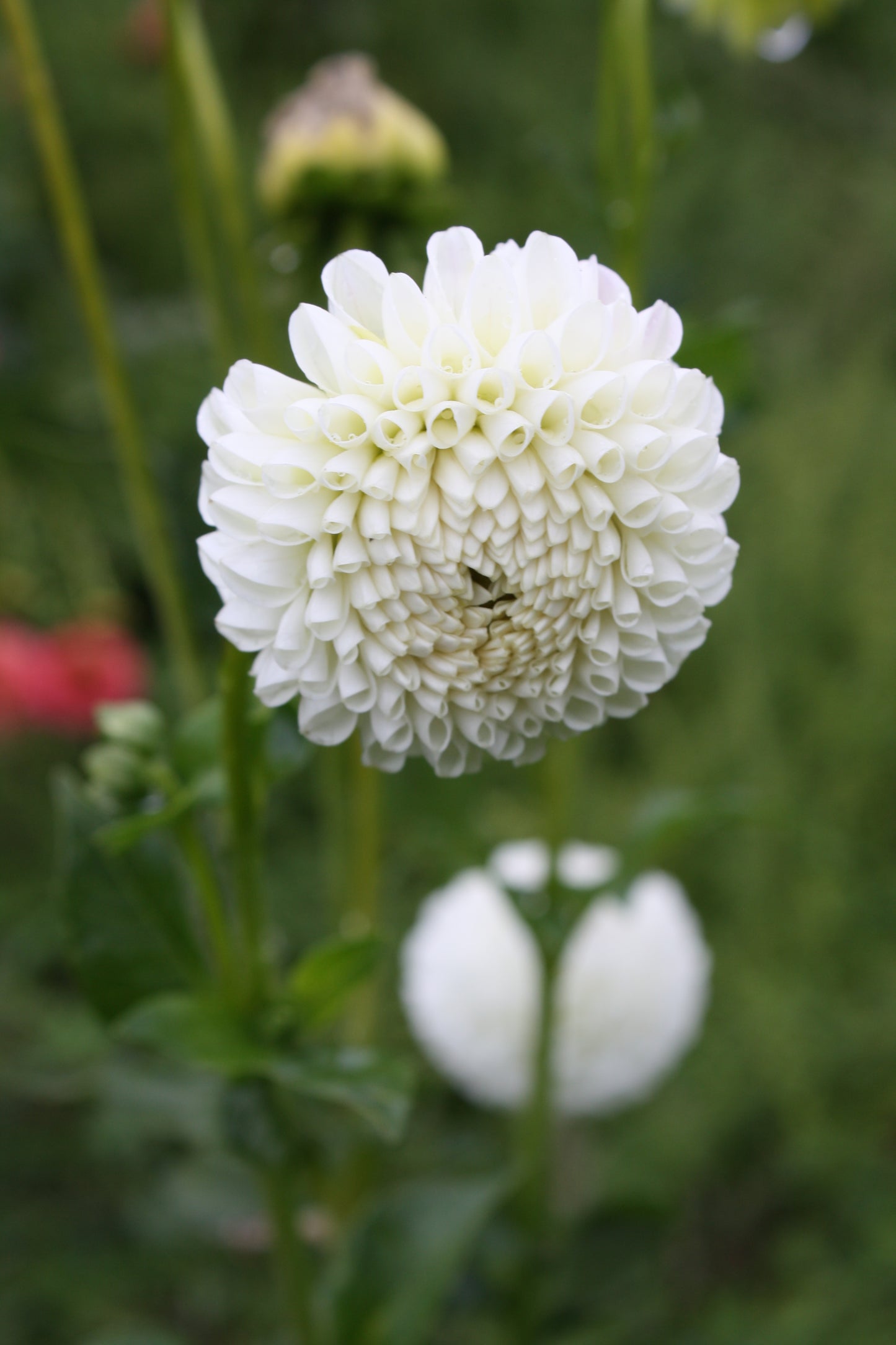 Hollyhill Miss White