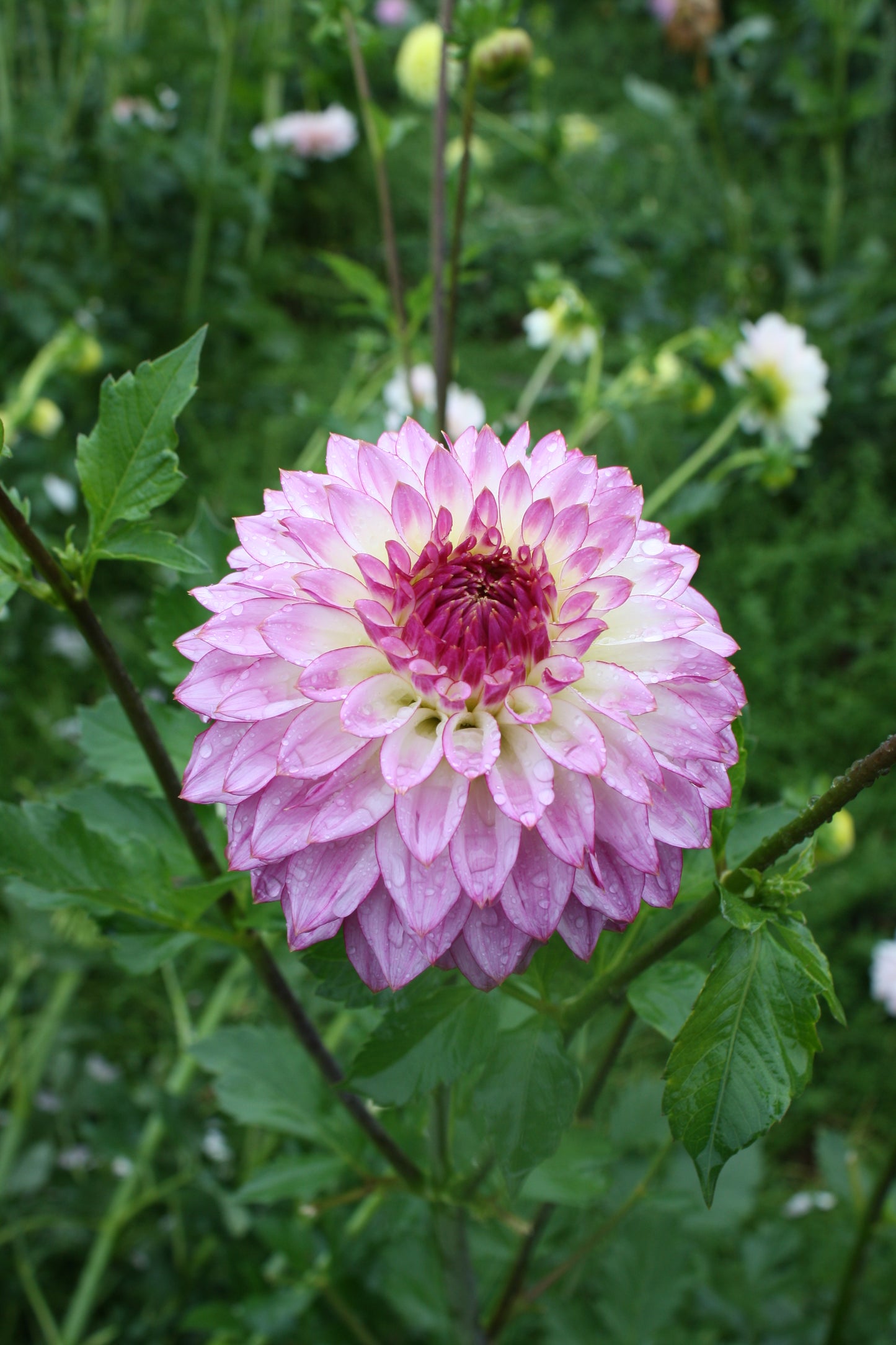 Bloomquist Jody Lynn Dahlia Tuber