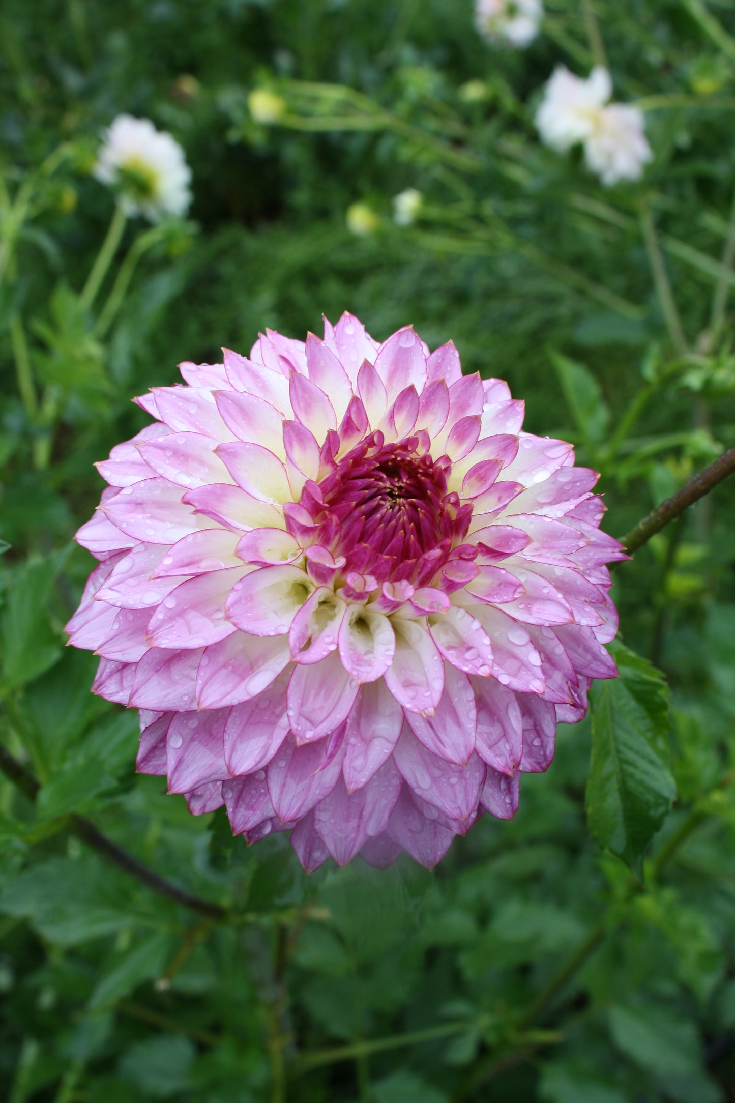 Bloomquist Jody Lynn Dahlia Tuber