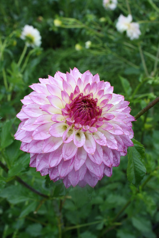 Bloomquist Jody Lynn Dahlia Tuber